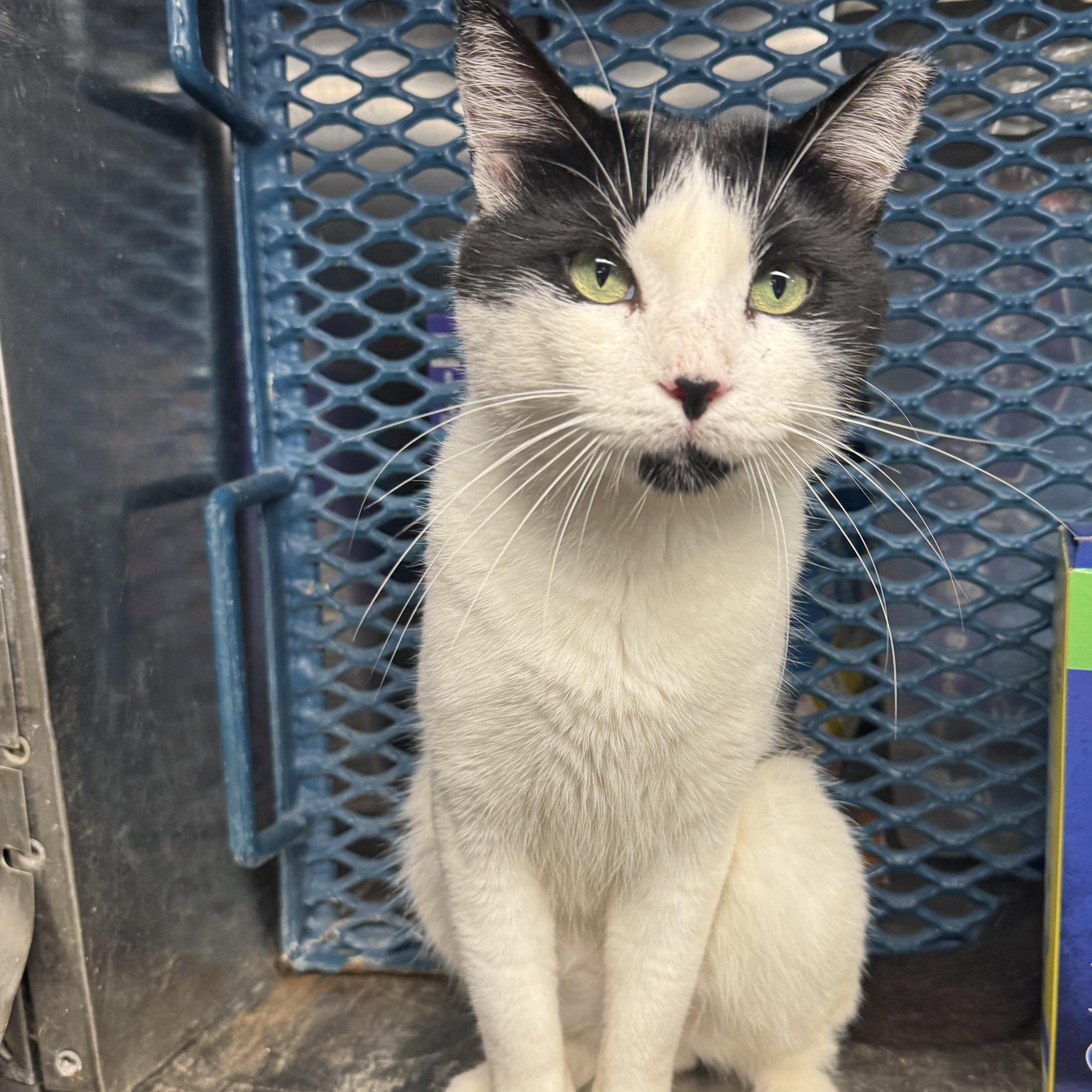 JJ, Adopted, Young Male Domestic Short Hair.