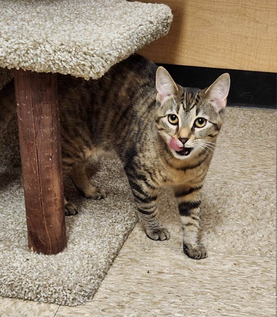 Mickey, a Adoptable Domestic Short Hair in Barrington Hills, IL image 5/5