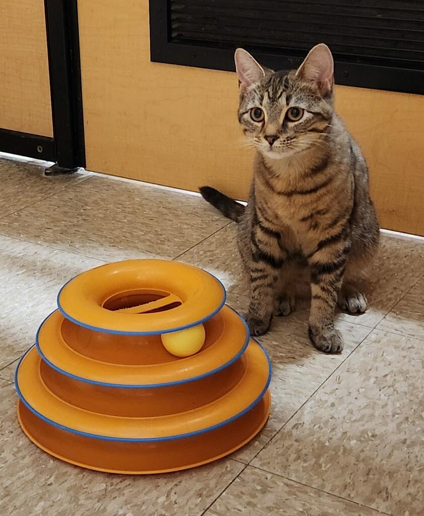 Mickey, a Adoptable Domestic Short Hair in Barrington Hills, IL image 3/5