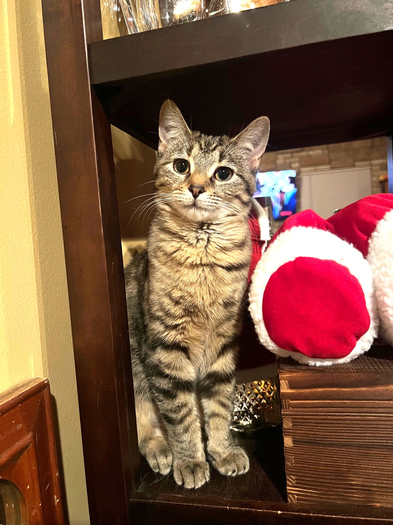 Mickey, a Adoptable Domestic Short Hair in Barrington Hills, IL image 4/5