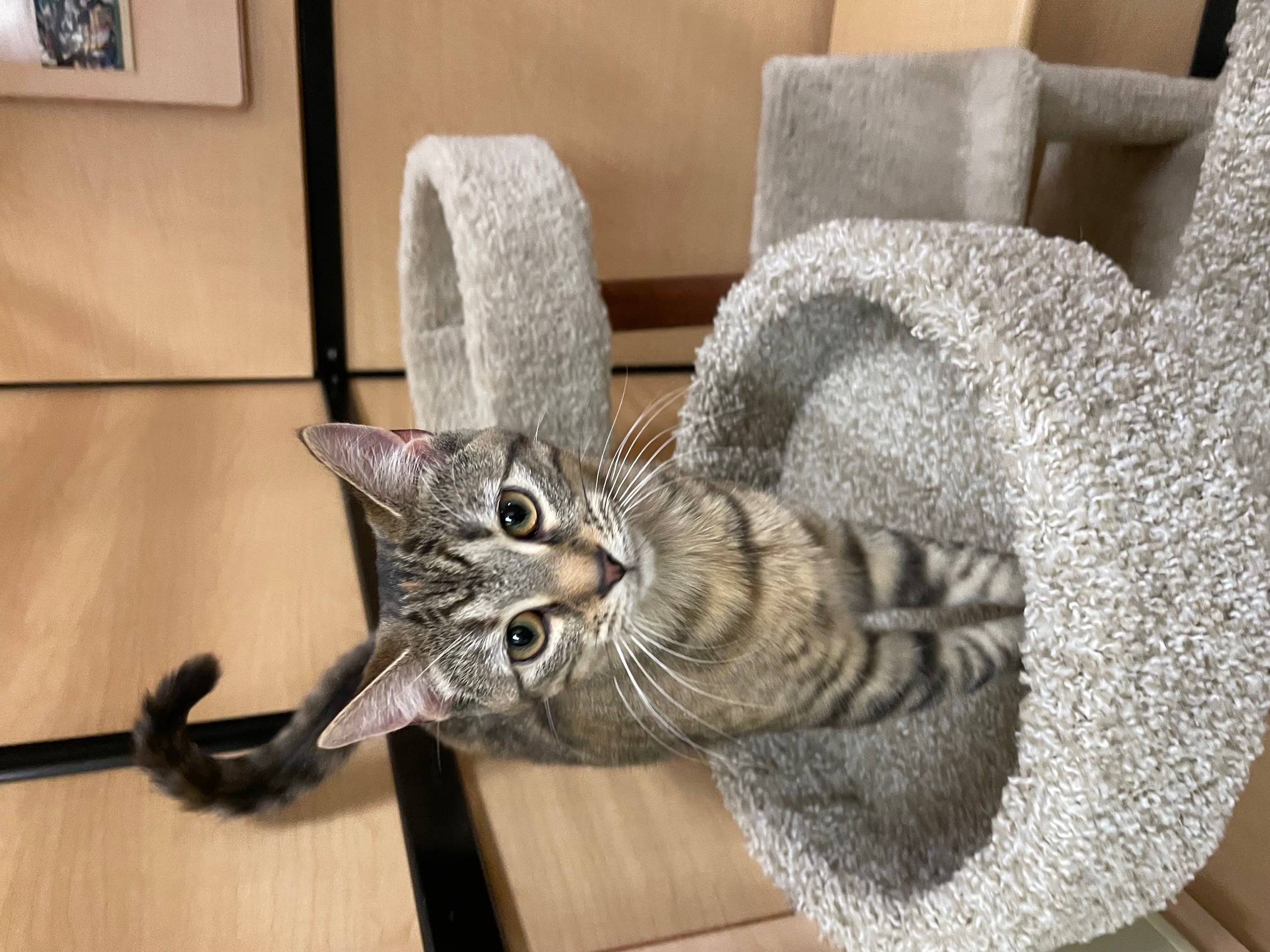 Mickey, a Adoptable Domestic Short Hair in Barrington Hills, IL image 2/5