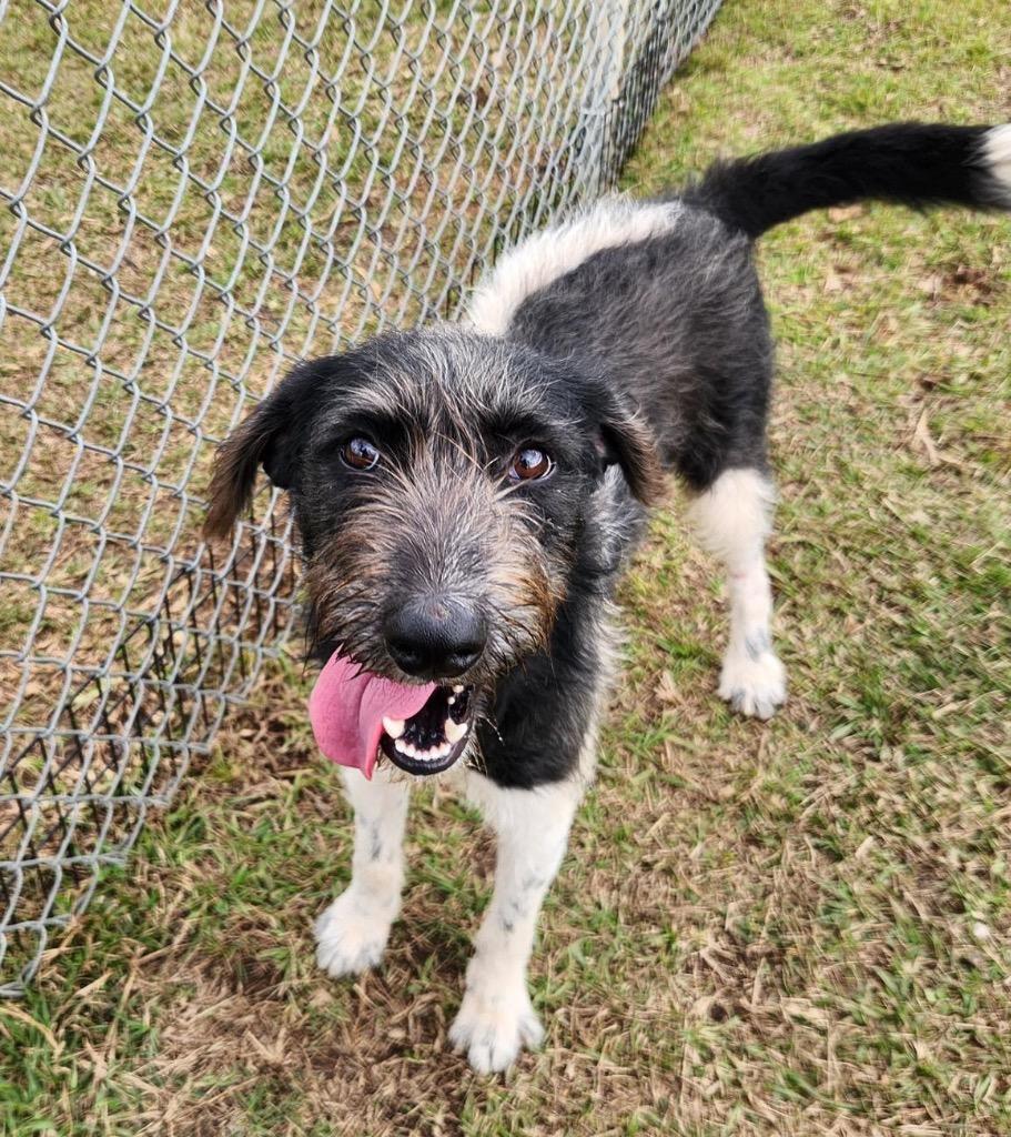 Oakley, Adoptable, Young Male Labrador Retriever & Poodle.
