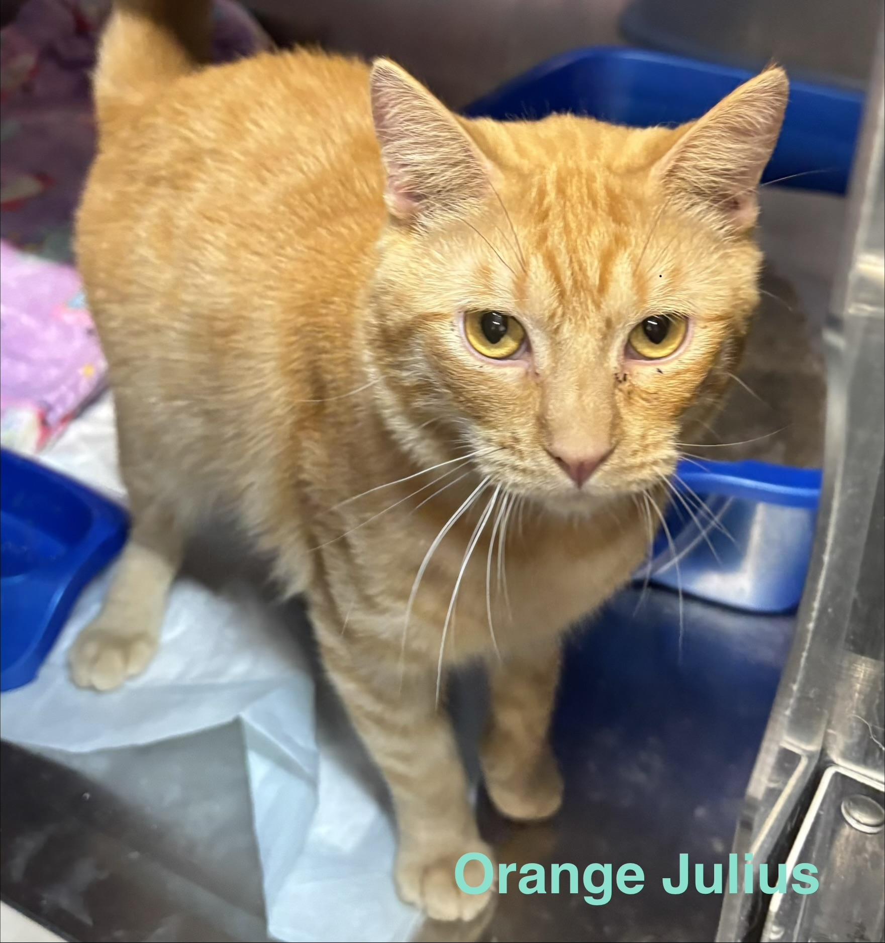 Enlarge Orange Julius, a ADOPTABLE Tabby in Las Vegas, NV image 1/1