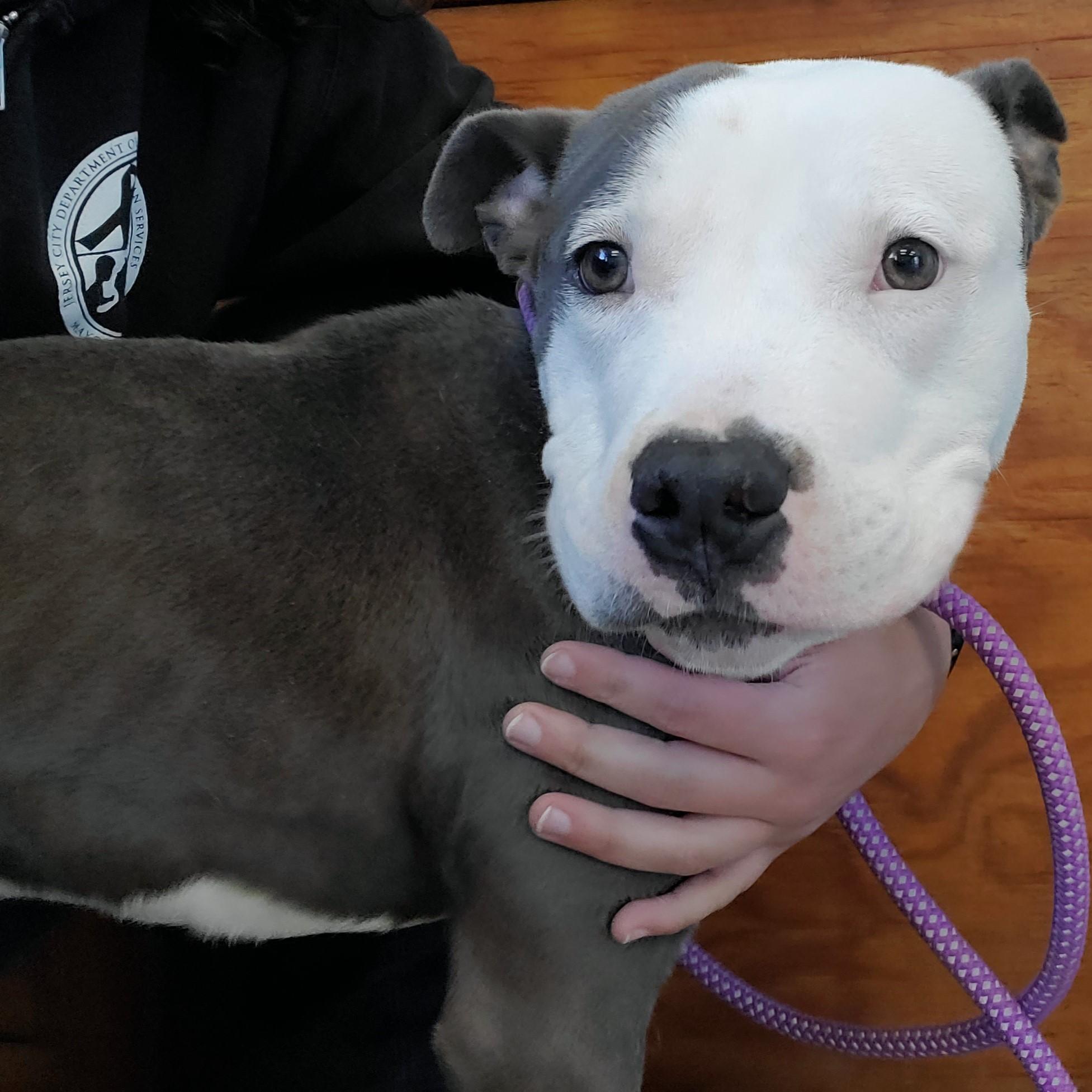 Target, Adoptable, Young Male American Staffordshire Terrier.