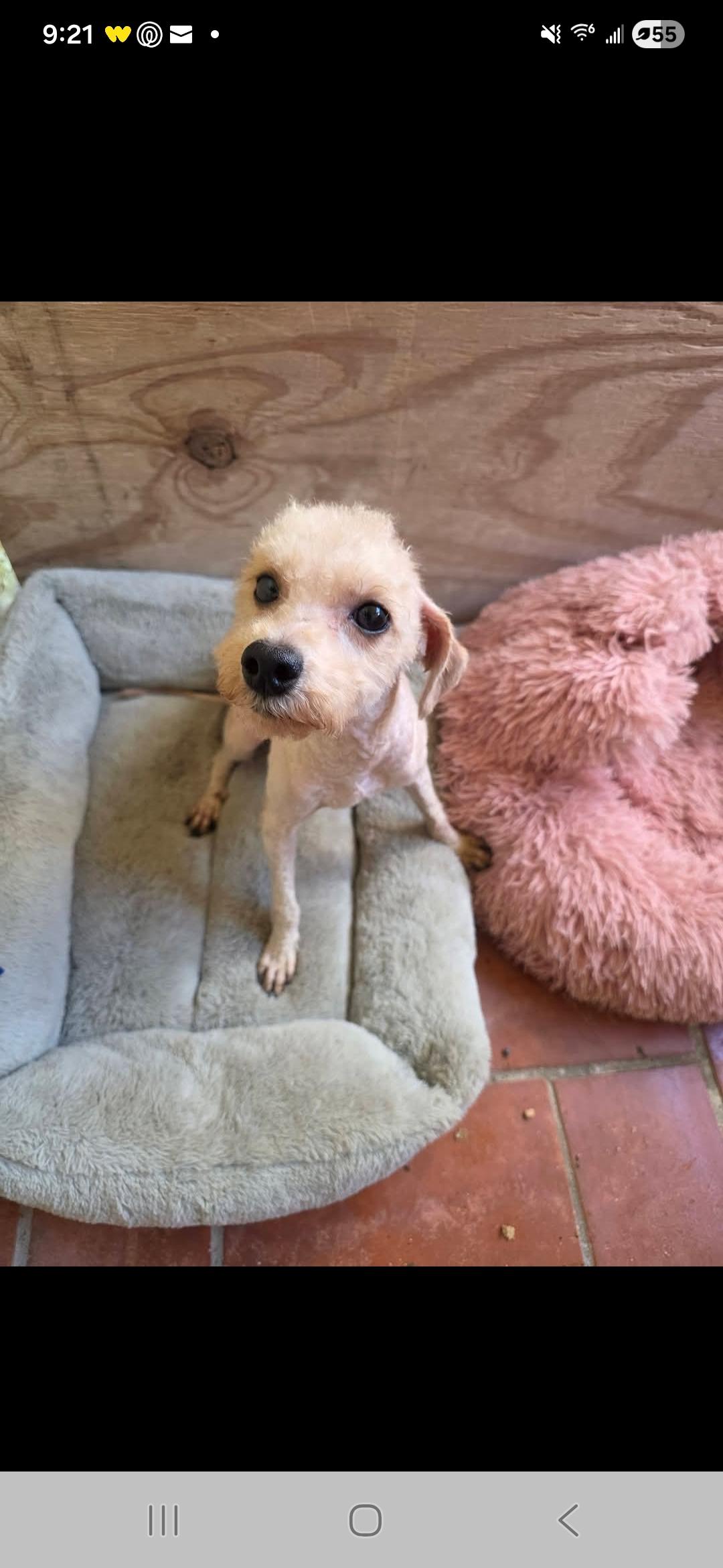 Ozzy, a ADOPTABLE Maltipoo in Miami, FL image 1/2