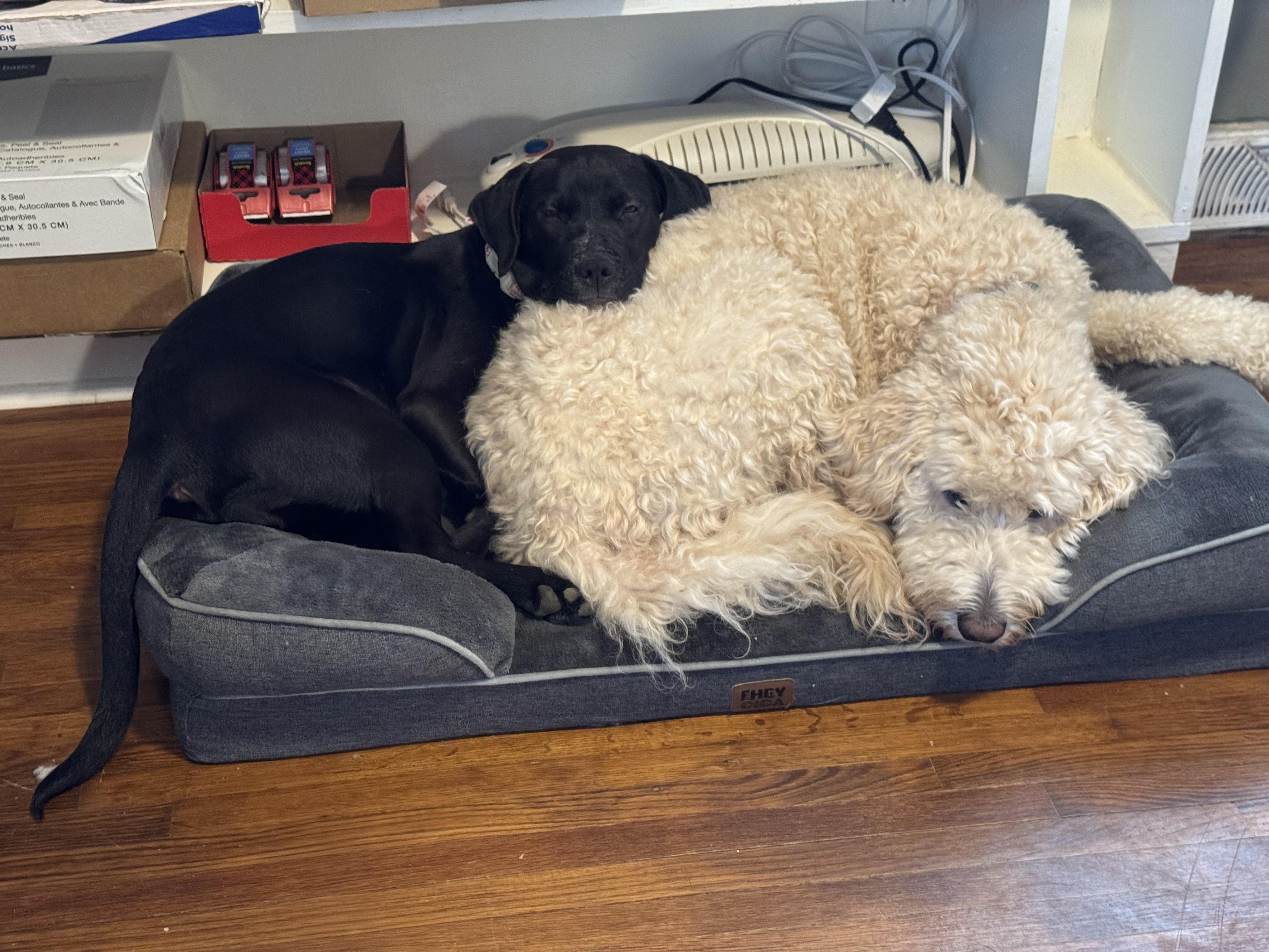 Enlarge Dottie, a ADOPTABLE mixed breed in Charlotte, NC image 5/5