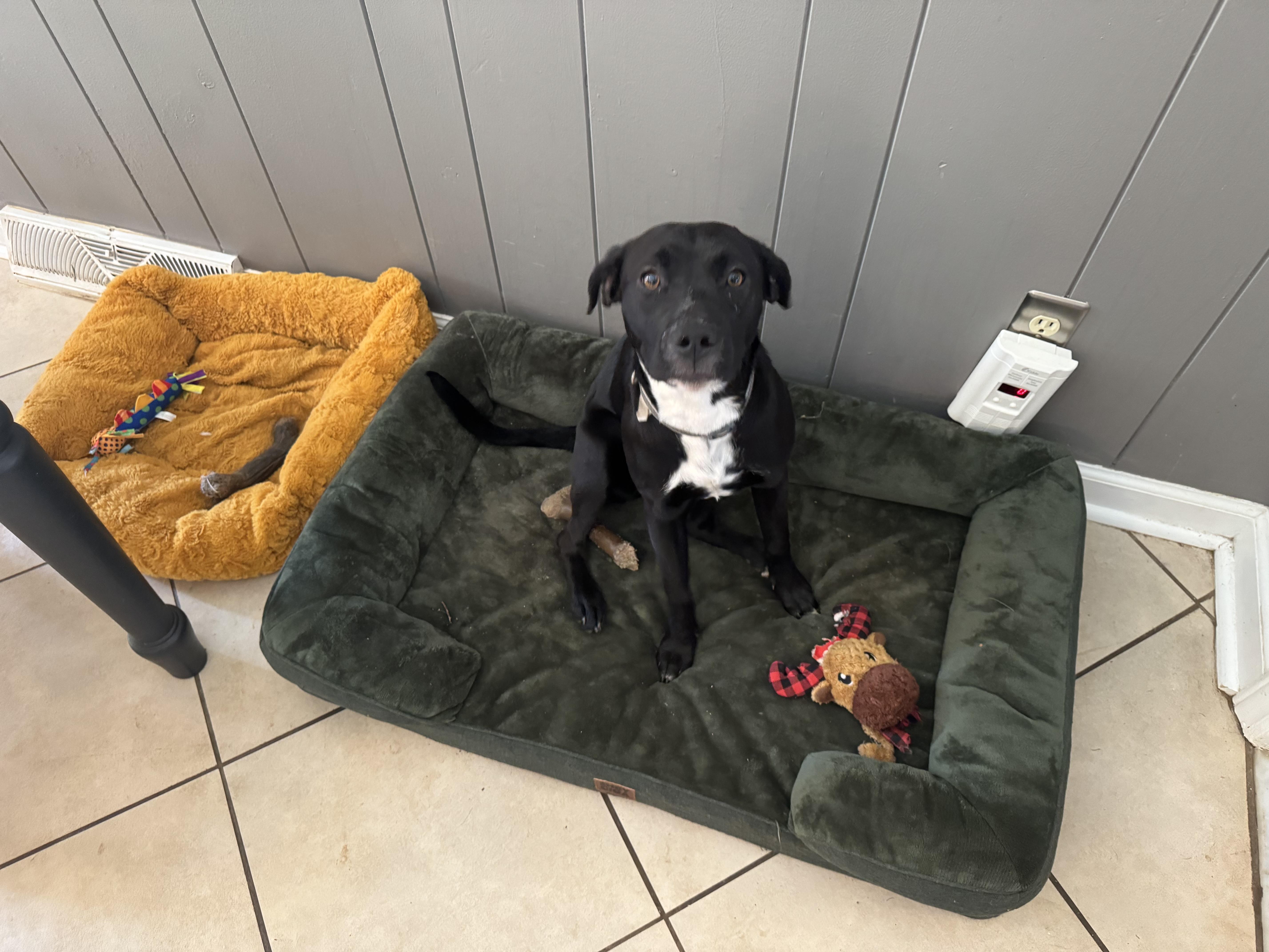 Enlarge Dottie, a ADOPTABLE mixed breed in Charlotte, NC image 3/5