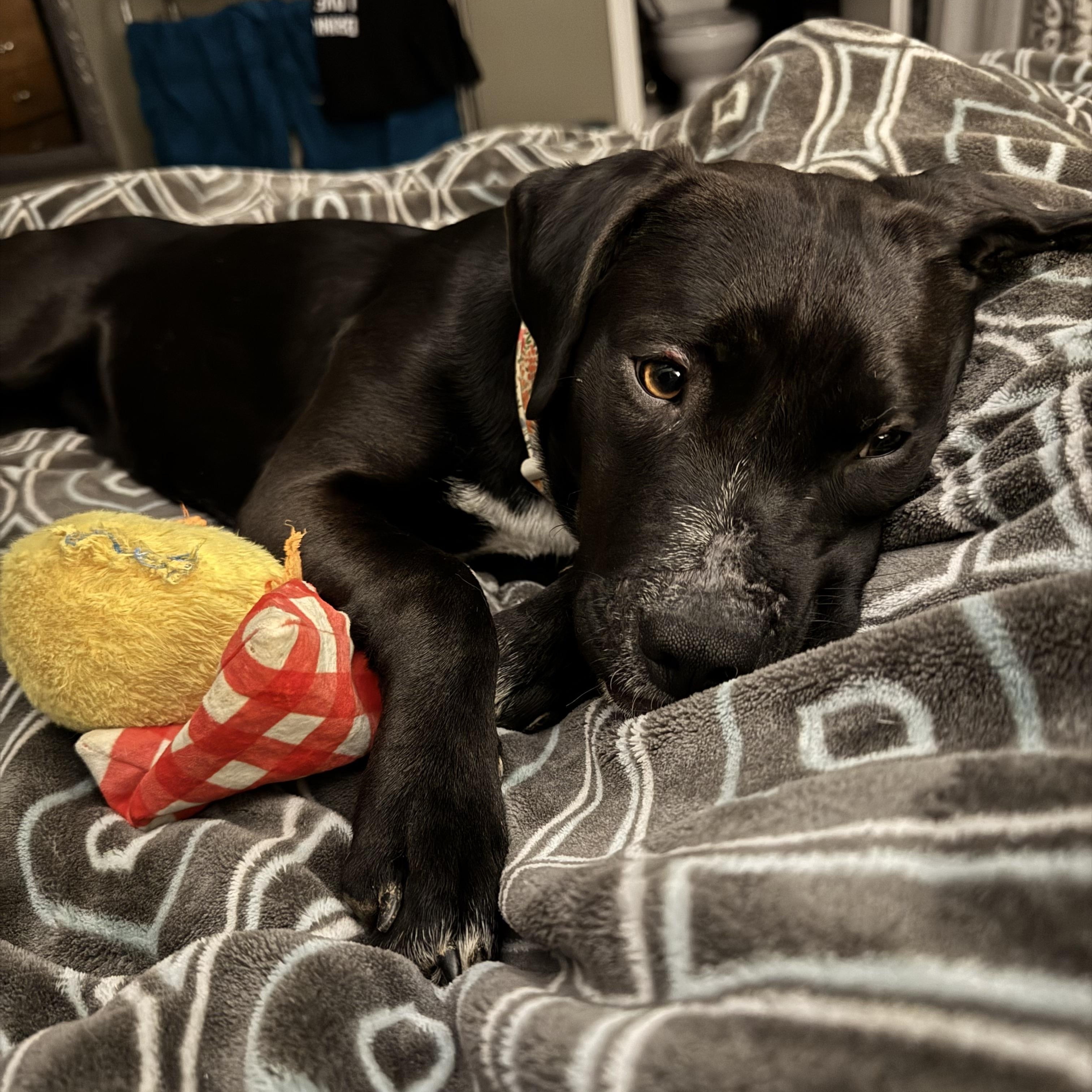 Enlarge Dottie, a ADOPTABLE mixed breed in Charlotte, NC image 1/5