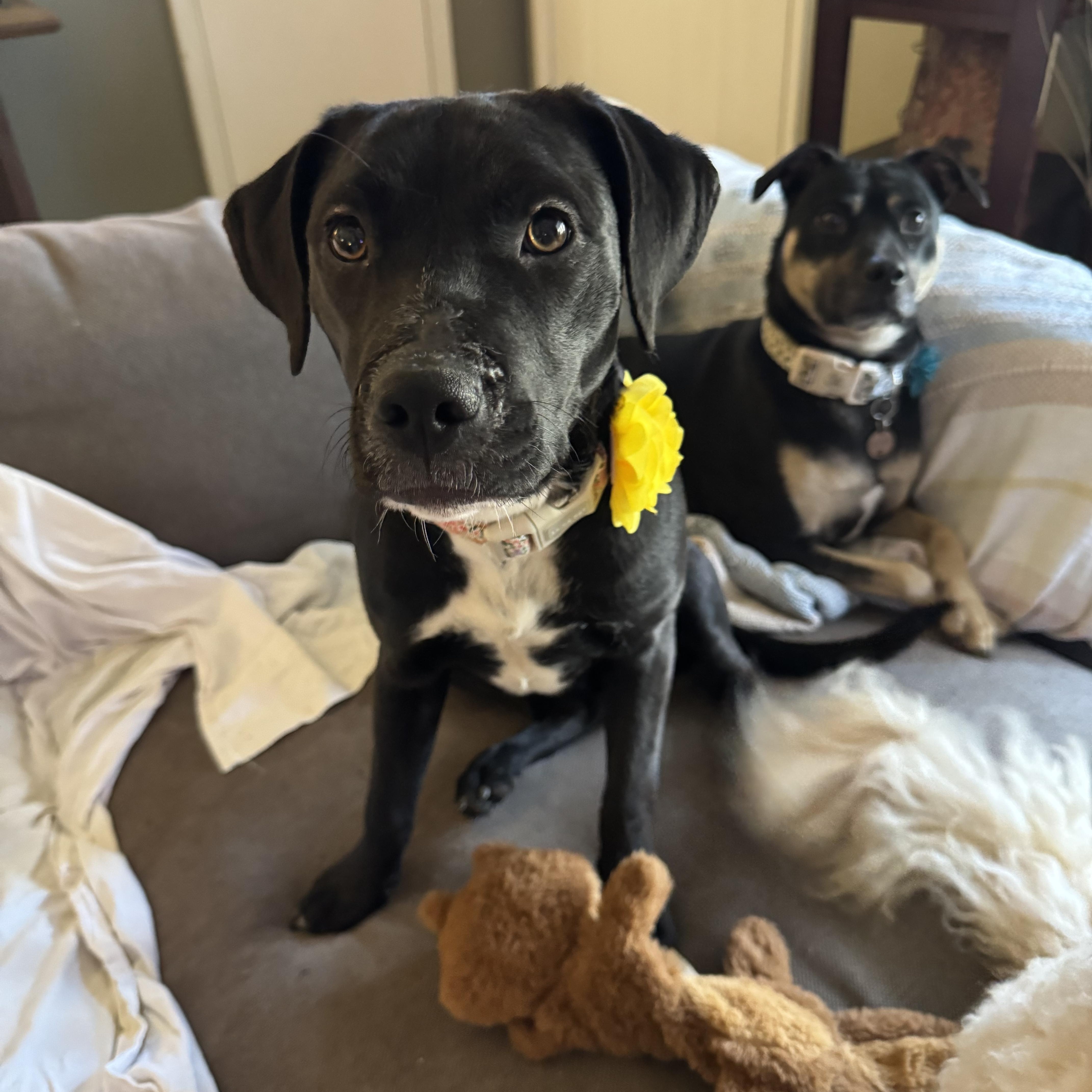 Enlarge Dottie, a ADOPTABLE mixed breed in Charlotte, NC image 2/5