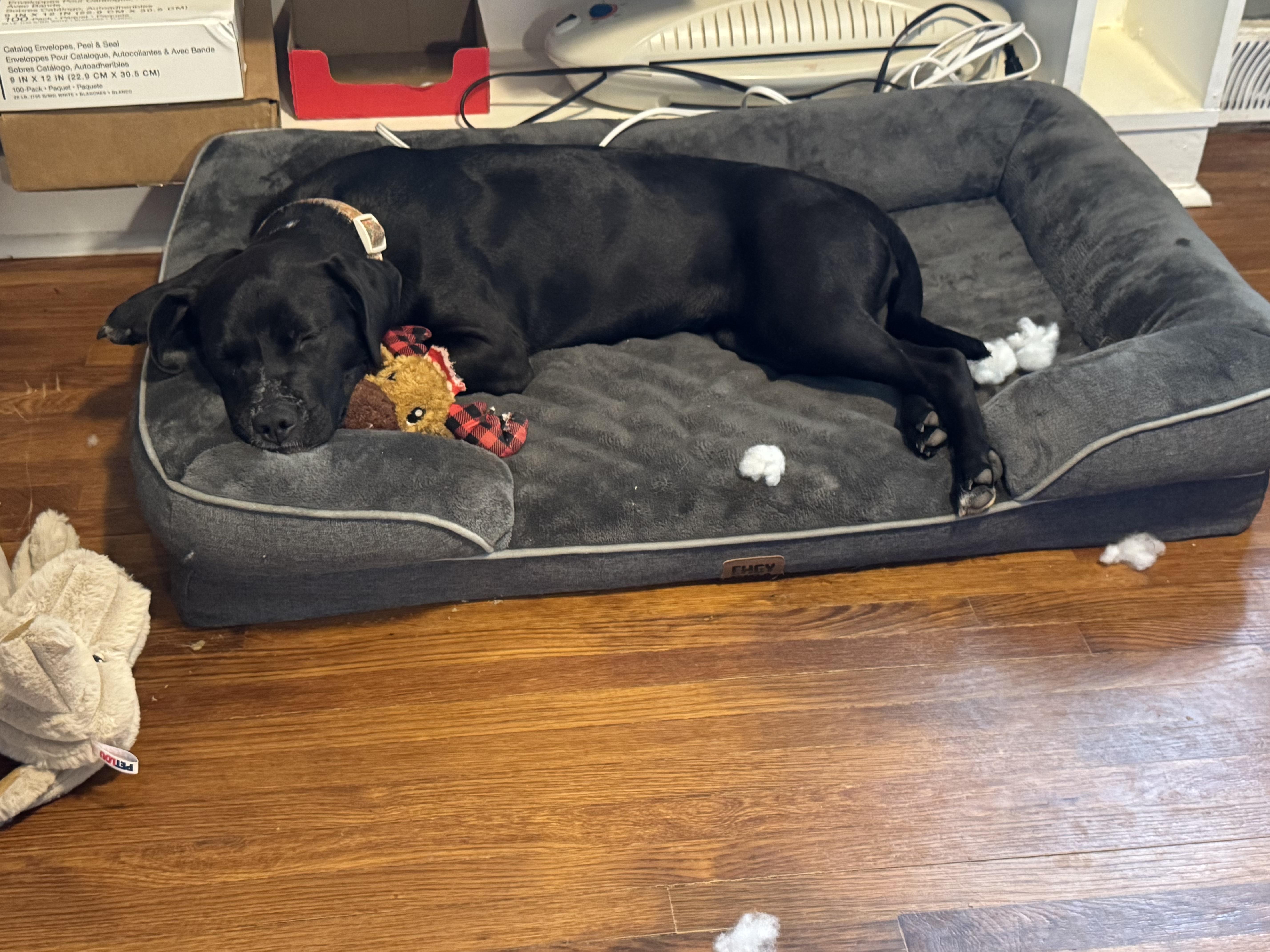 Enlarge Dottie, a ADOPTABLE mixed breed in Charlotte, NC image 4/5