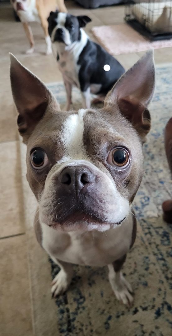 RICHMAN - blue Boston Terrier - Adopted!!, Adoptable, Young Male Boston Terrier.