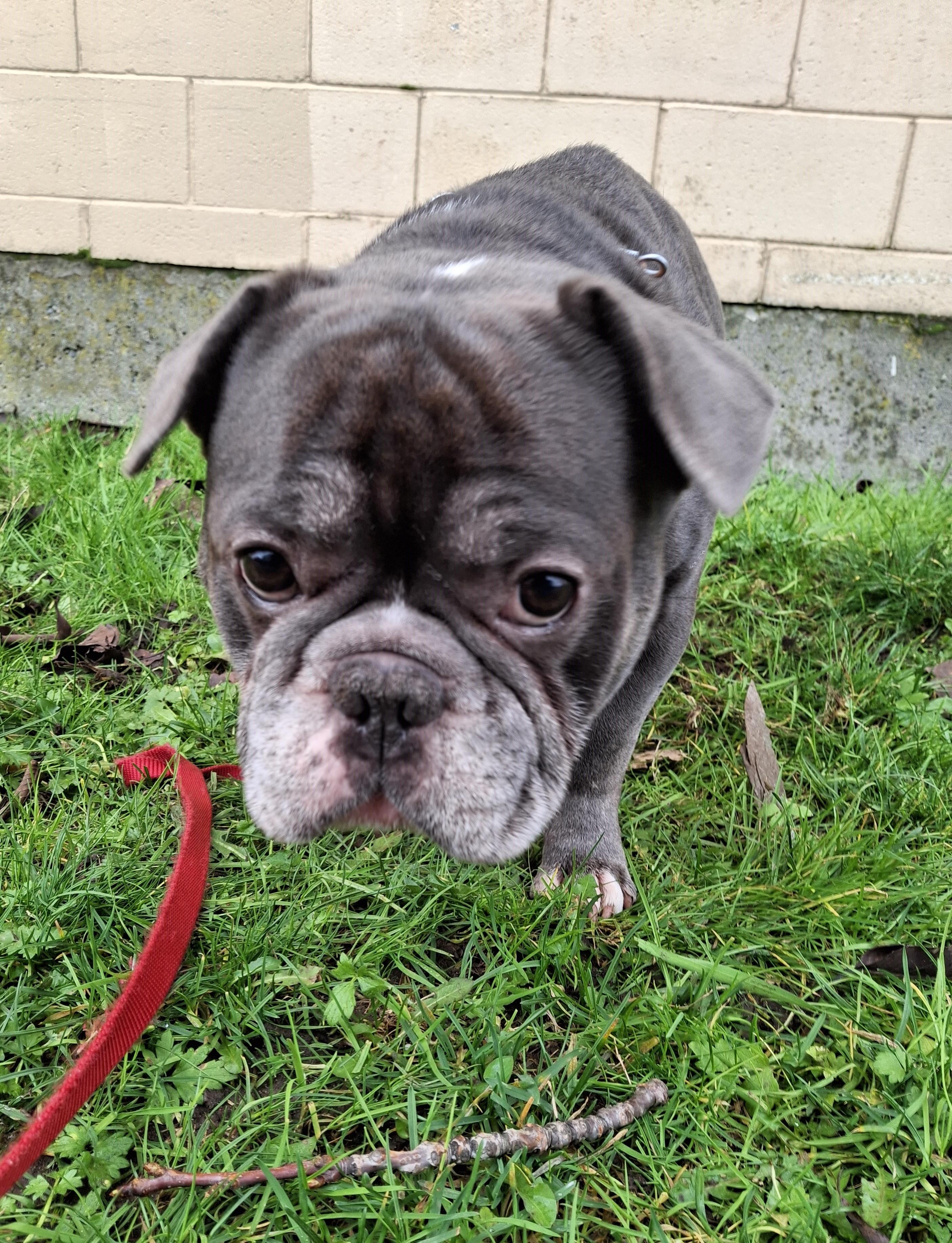 Enlarge Stuart, a ADOPTABLE mixed breed in Victoria, BC image 2/2