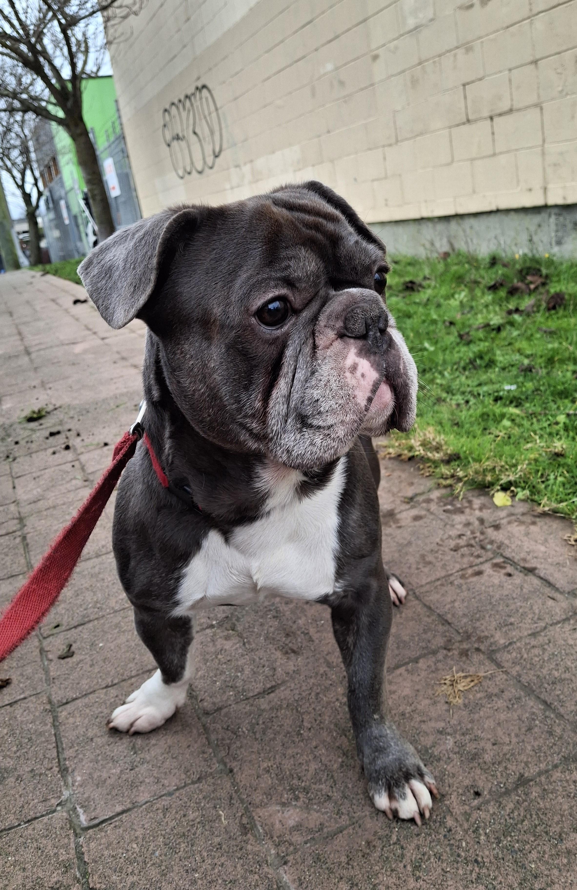 Stuart, ADOPTABLE, Adult Male French Bulldog.