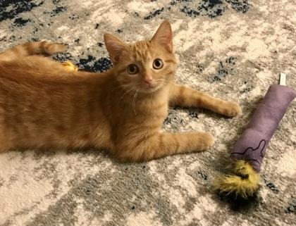 Enlarge Marmalade, a Adoptable Domestic Short Hair in Romeoville, IL image 1/5