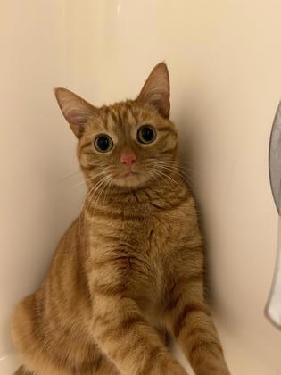Marmalade, Adoptable, Young Female Domestic Short Hair & Domestic Short Hair.