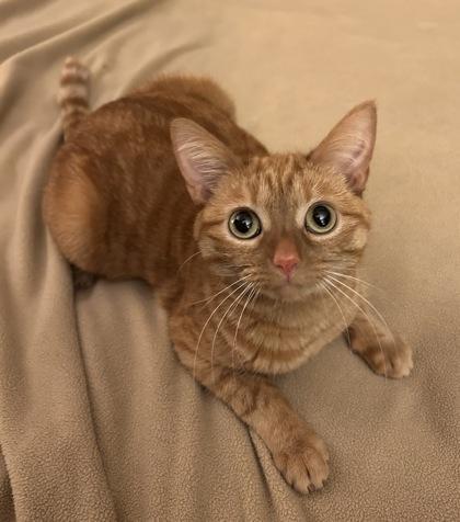 Enlarge Marmalade, a Adoptable Domestic Short Hair in Romeoville, IL image 4/5