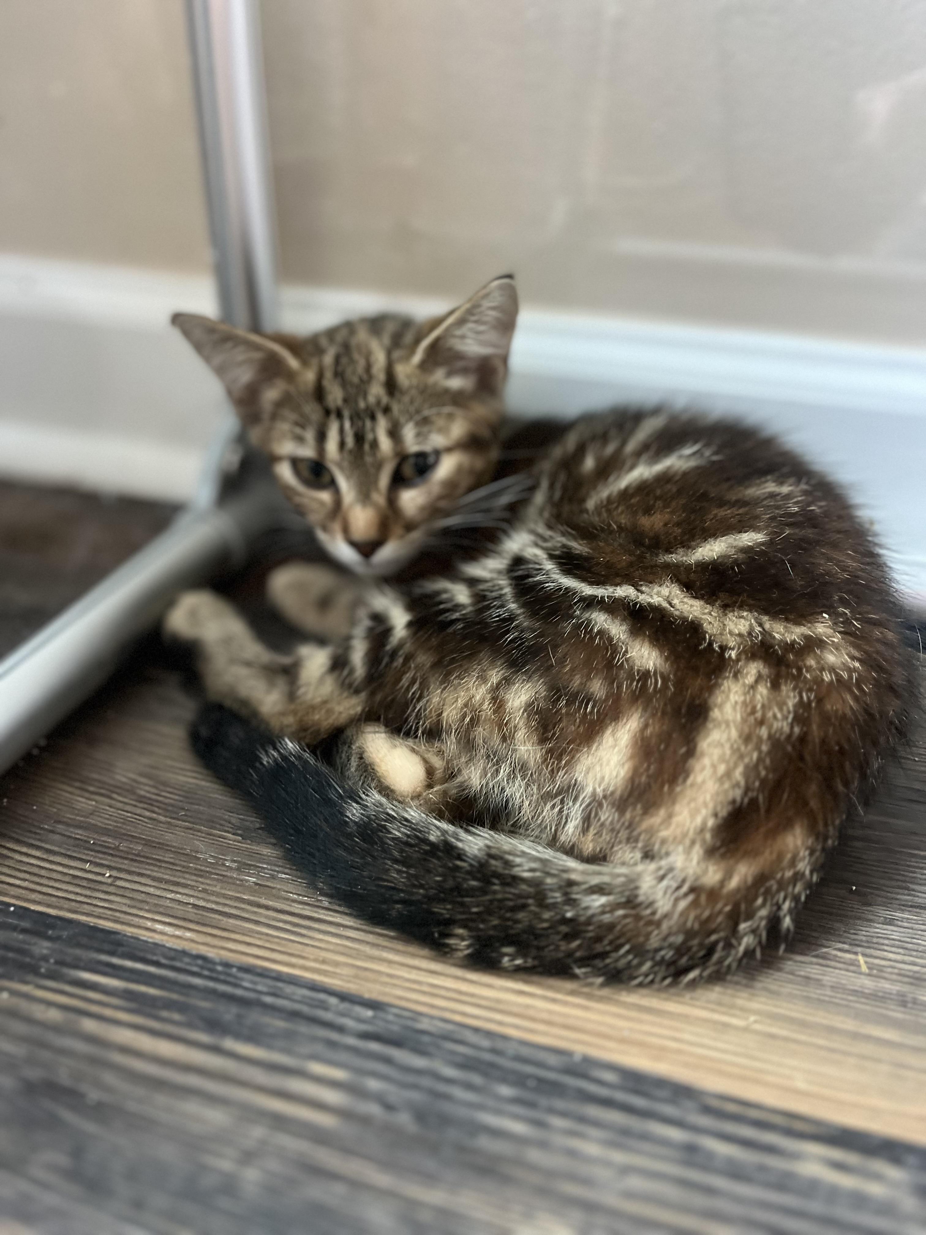 Mocha, a Adoptable Domestic Short Hair in Woodstock, GA image 1/3