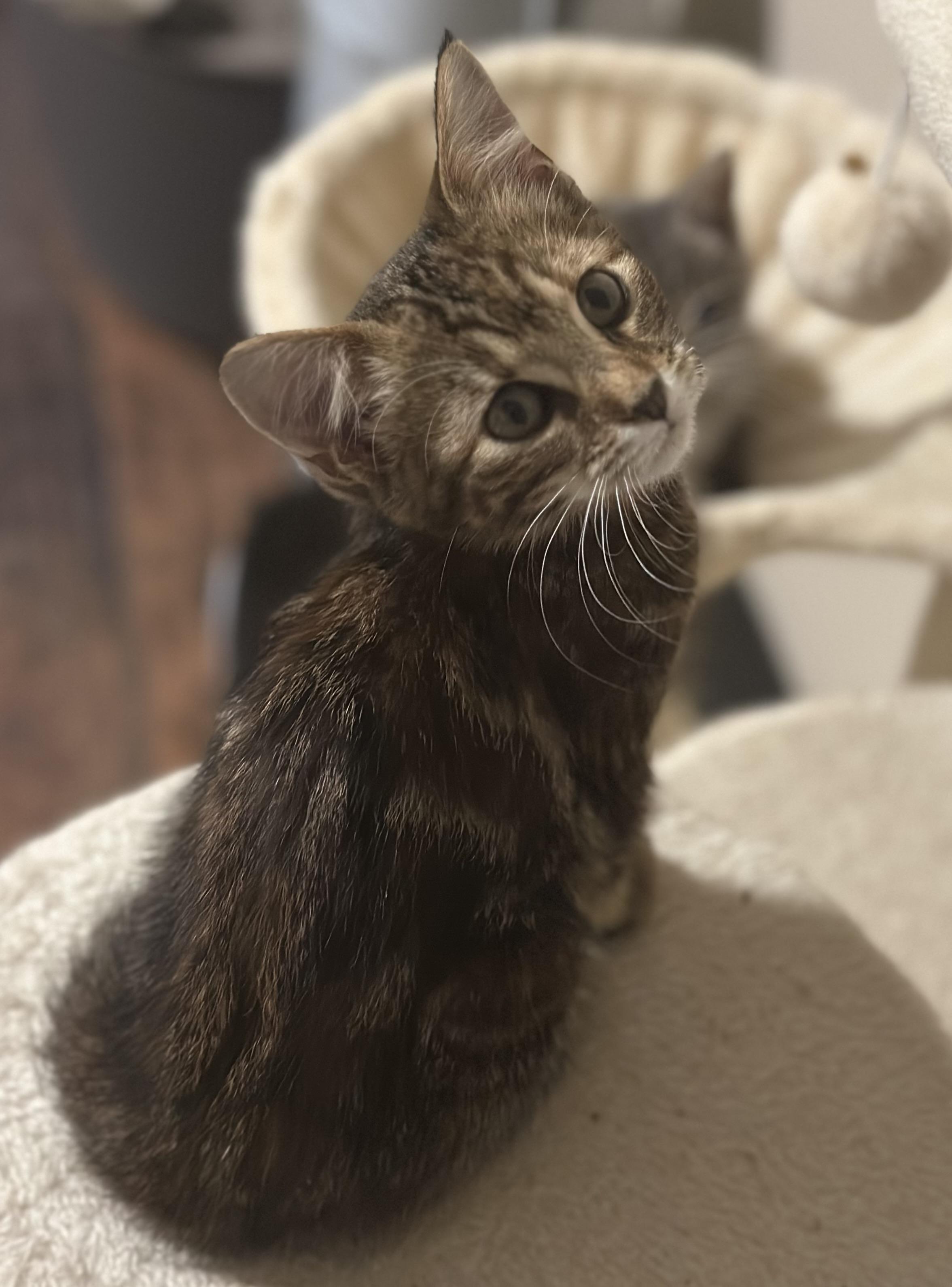 Mocha, a Adoptable Domestic Short Hair in Woodstock, GA image 2/3