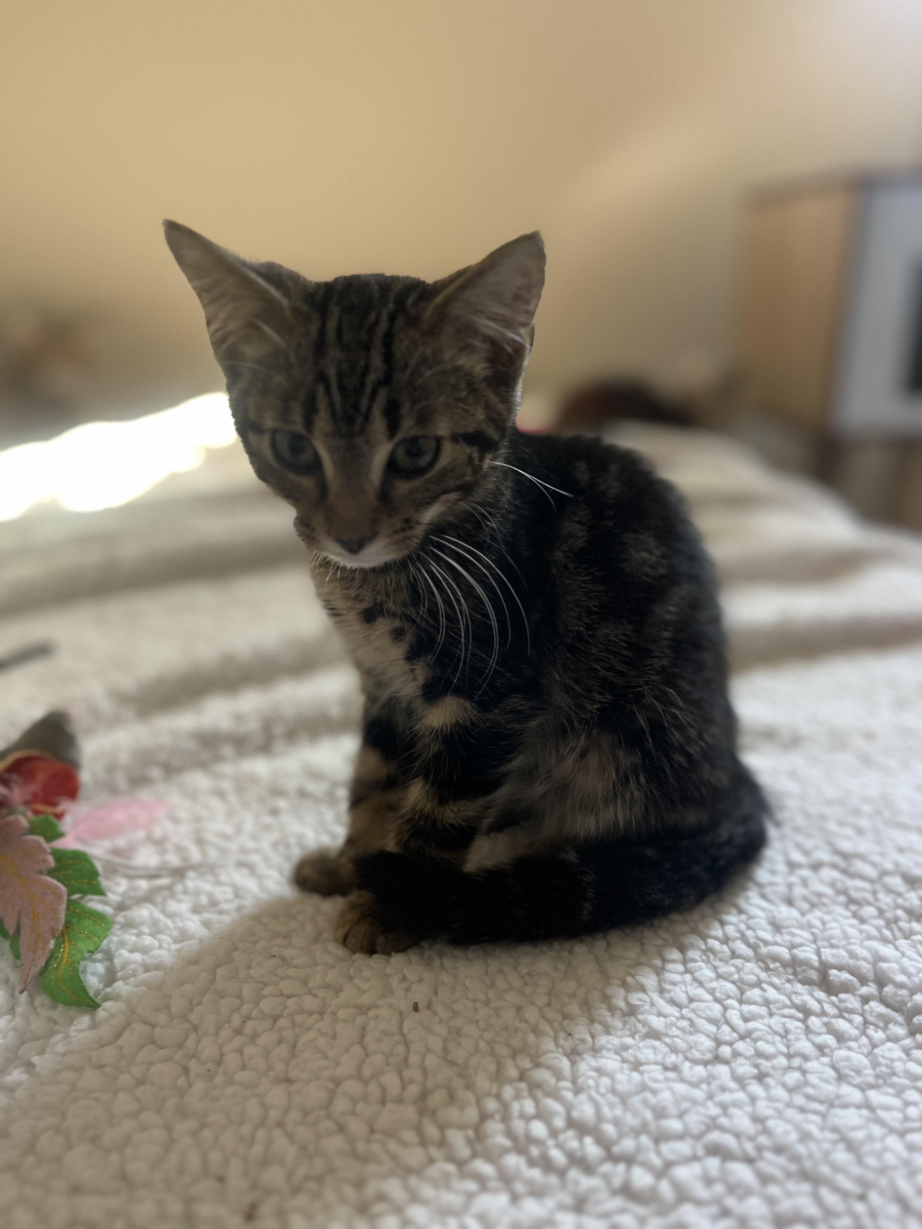 Mocha, a Adoptable Domestic Short Hair in Woodstock, GA image 3/3