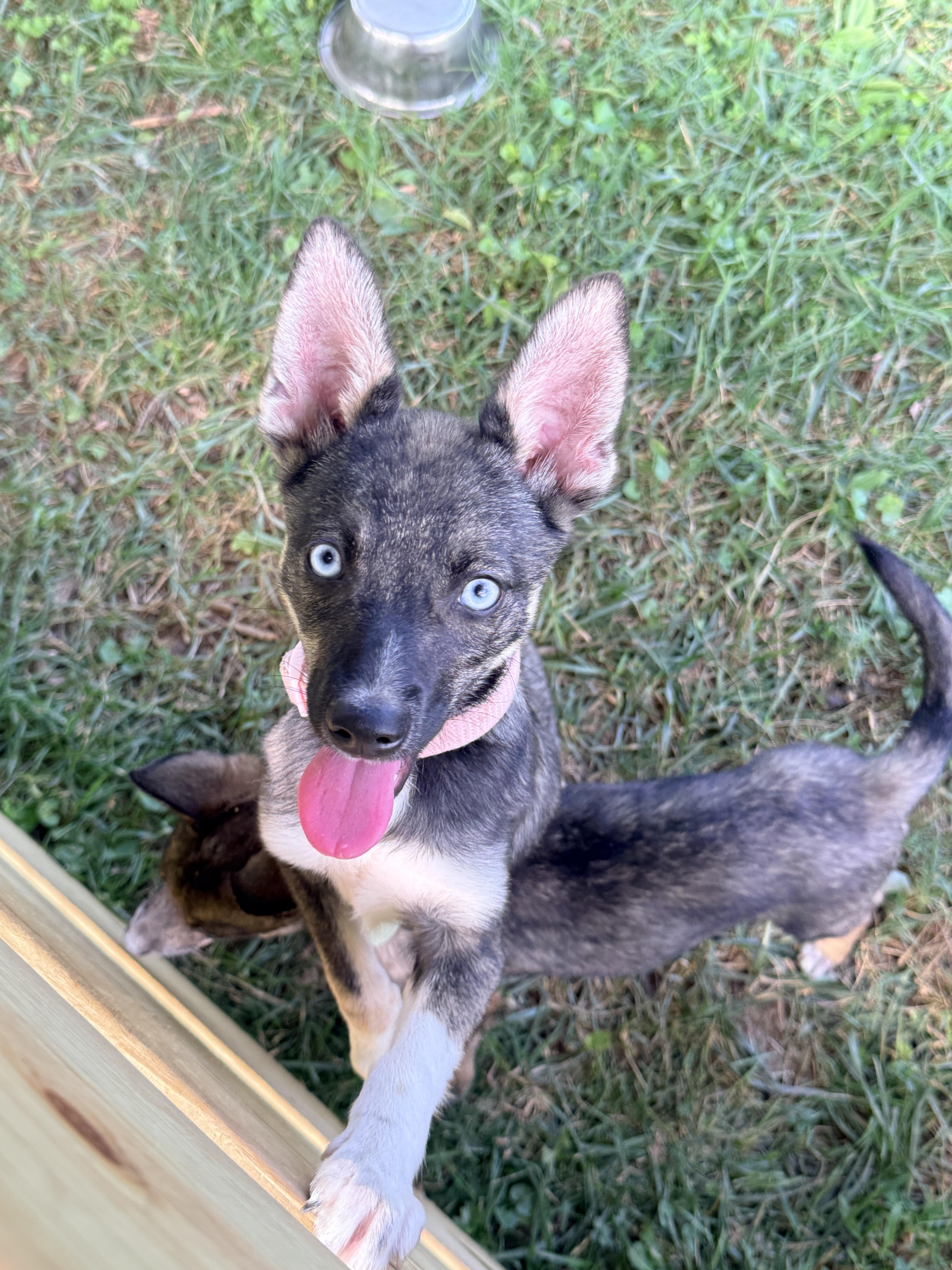 Maxine, a Adoptable mixed breed in Columbia, MD image 2/4
