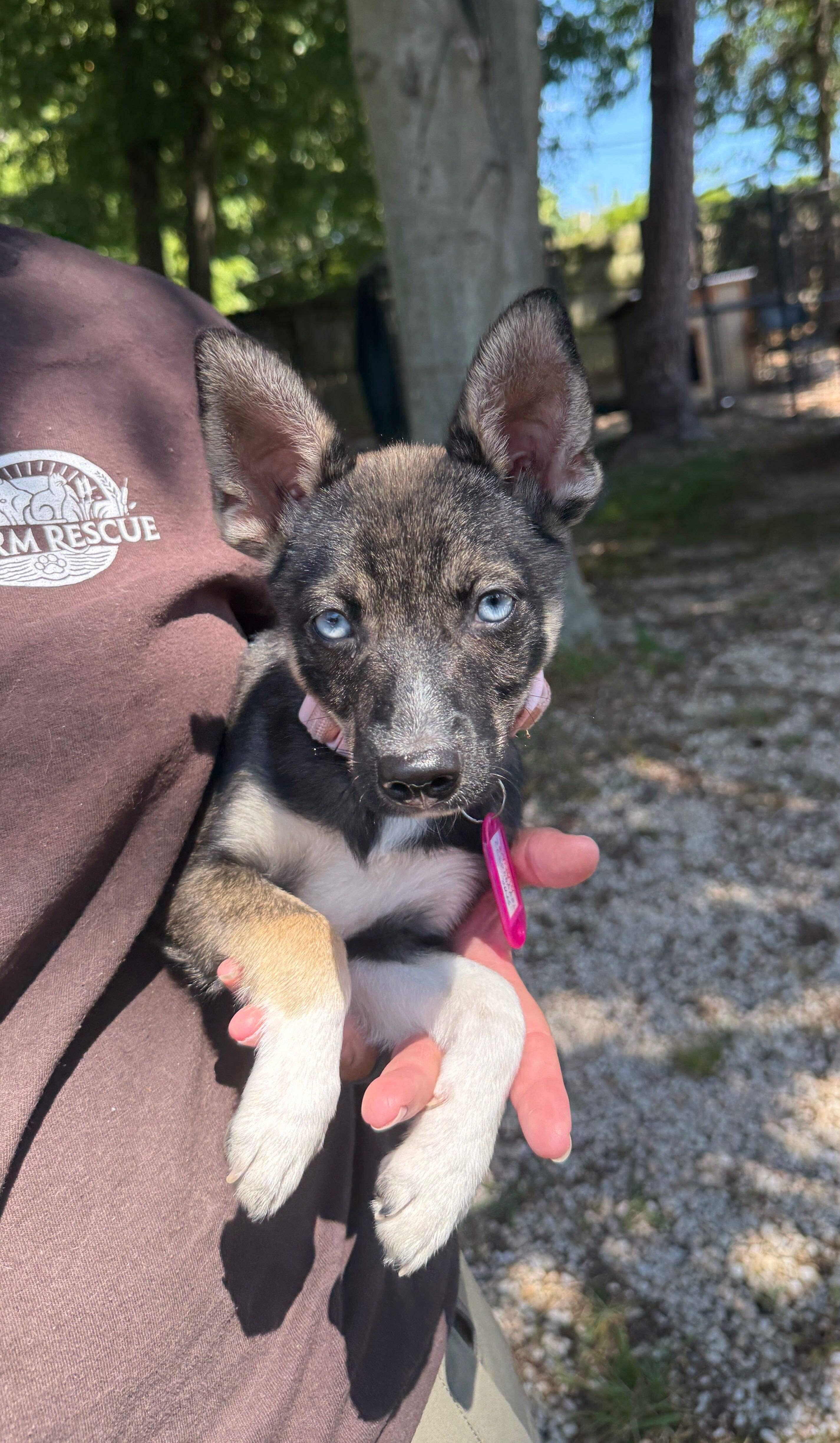 Maxine, a Adoptable mixed breed in Columbia, MD image 4/4
