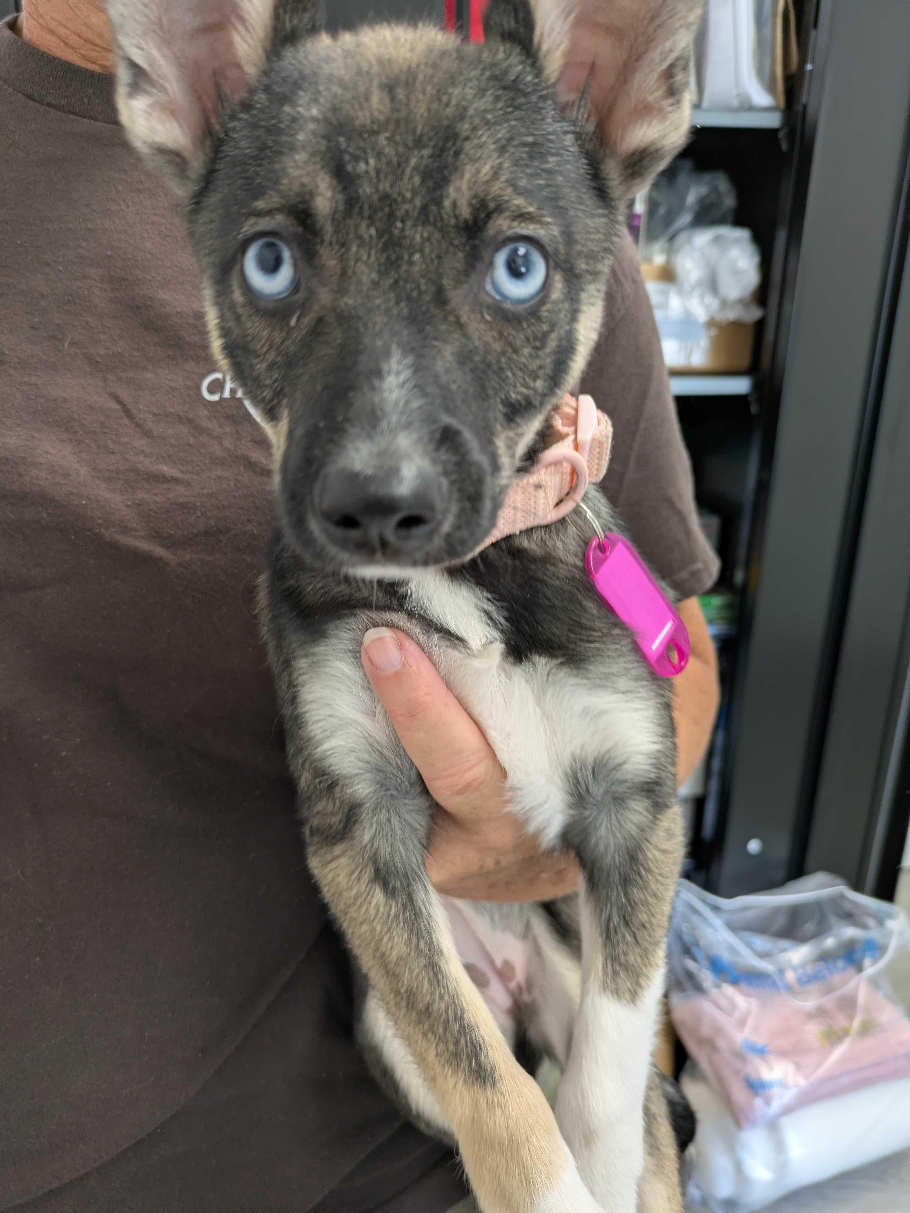 Maxine, Adoptable, Puppy Female Klee Kai & Chihuahua.
