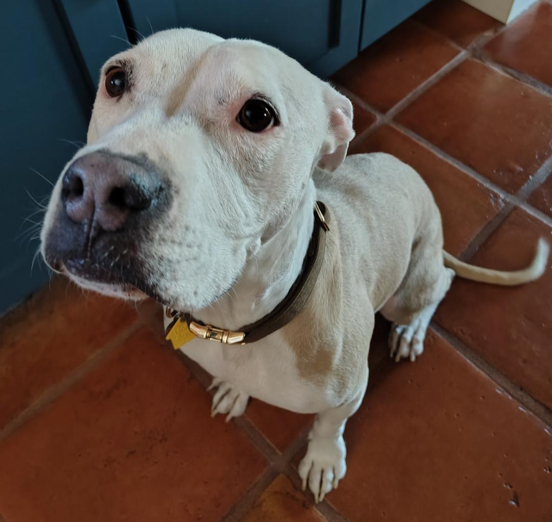 Enlarge Lenore "Norah", a Adoptable mixed breed in Scottsdale, AZ image 1/3