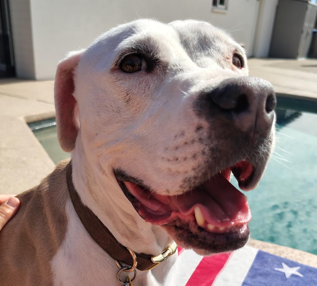 Lenore "Norah", Adoptable, Adult Female Pit Bull Terrier.