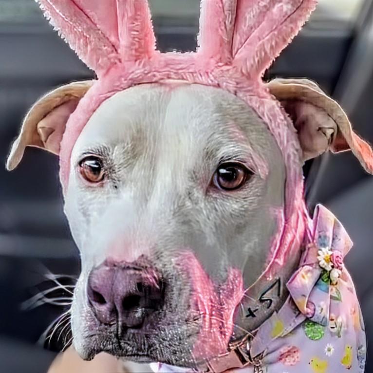 Enlarge Lenore "Norah", a Adoptable mixed breed in Scottsdale, AZ image 4/4