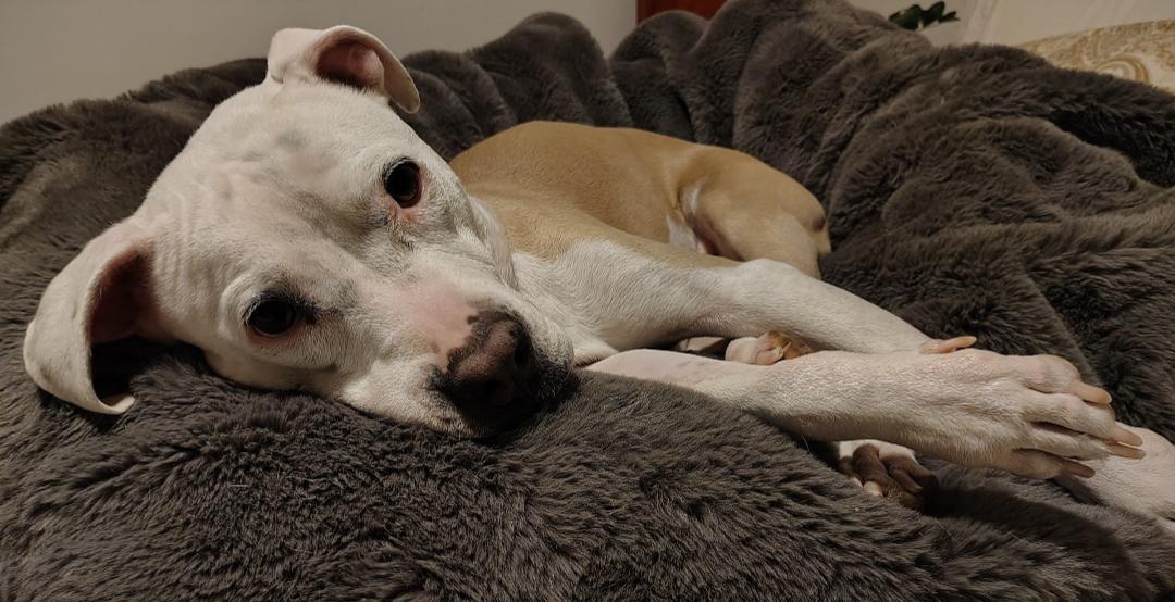 Enlarge Lenore "Norah", a Adoptable mixed breed in Scottsdale, AZ image 2/4