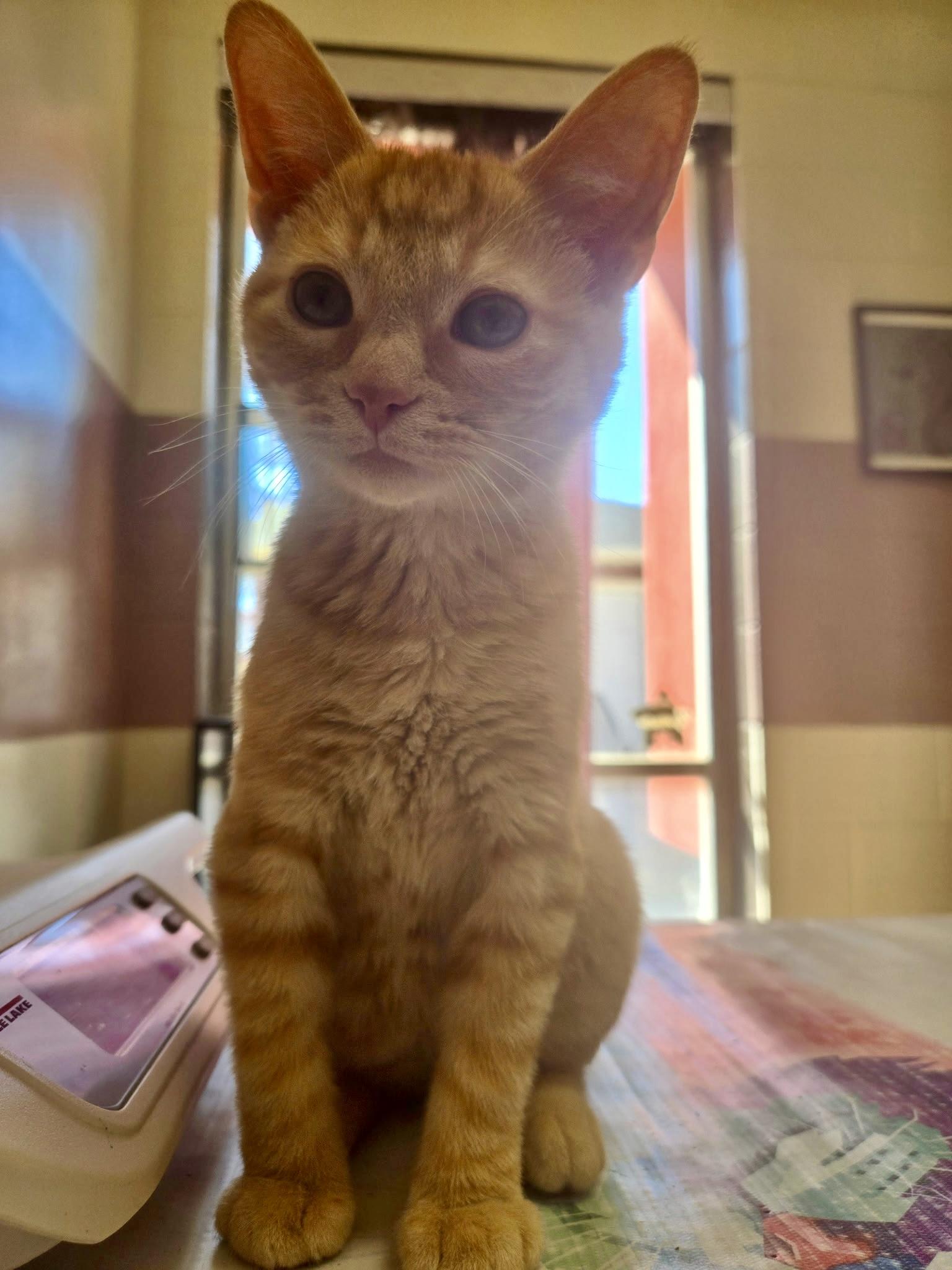 Tucker, a ADOPTABLE Domestic Short Hair in Pocatello, ID image 5/6