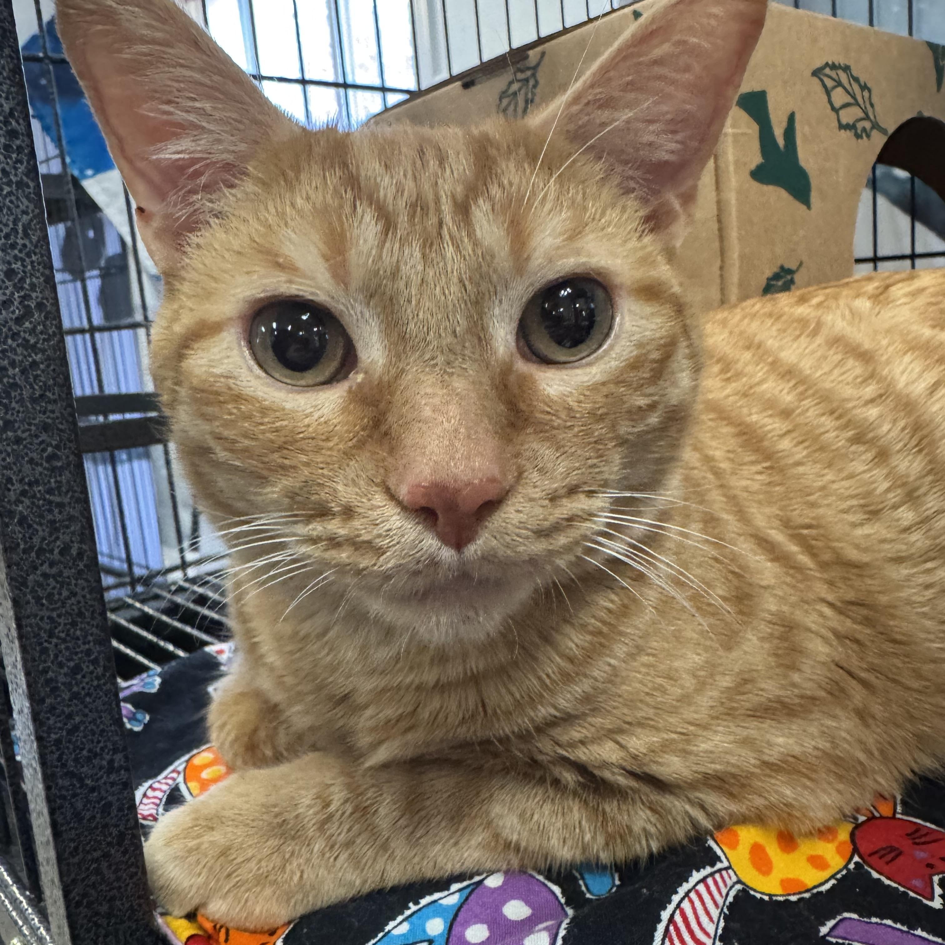 Enlarge Tucker, a Adoptable Domestic Short Hair in Pocatello, ID image 4/6