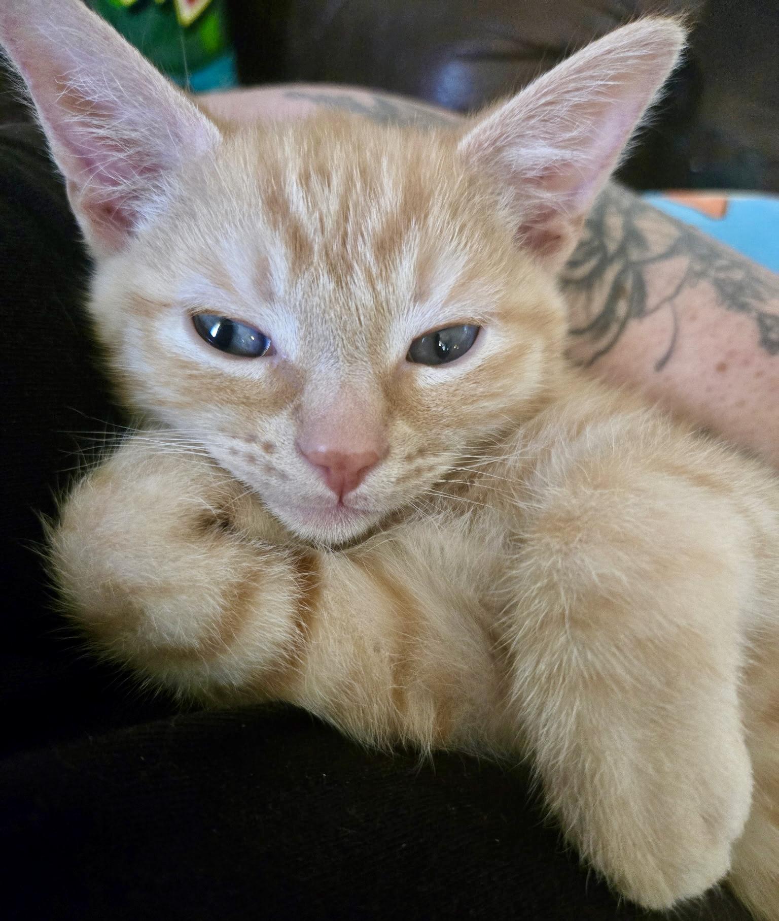 Tucker, a ADOPTABLE Domestic Short Hair in Pocatello, ID image 6/6