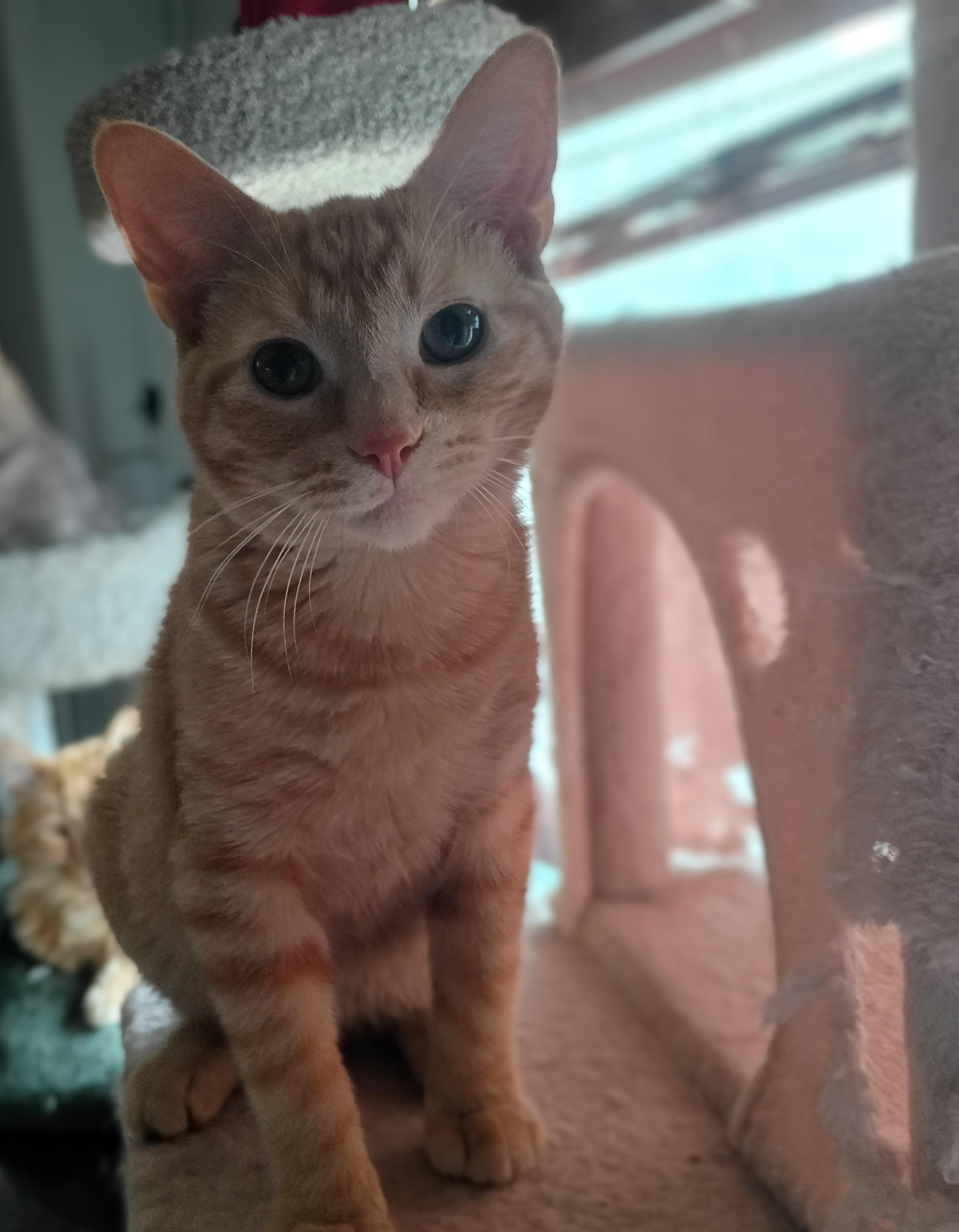 Tucker, ADOPTABLE, Young Male Domestic Short Hair.