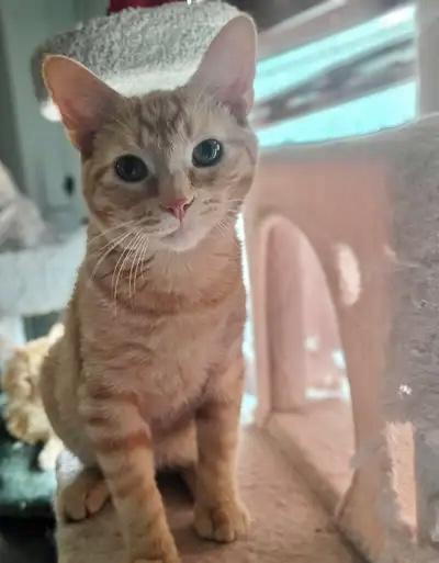 Tucker, a ADOPTABLE Domestic Short Hair in Pocatello, ID image 2/6