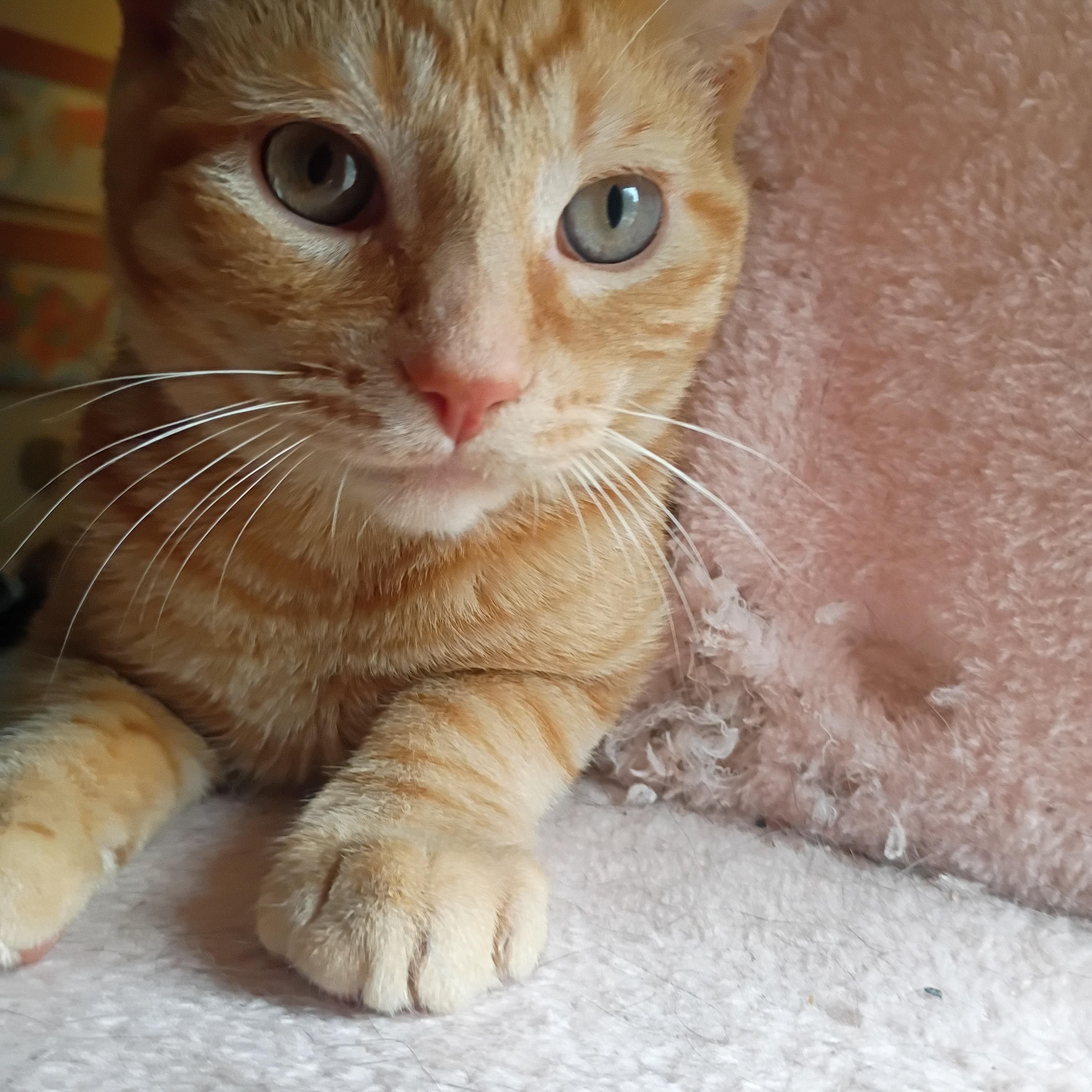 Enlarge Tucker, a ADOPTABLE Domestic Short Hair in Pocatello, ID image 3/3