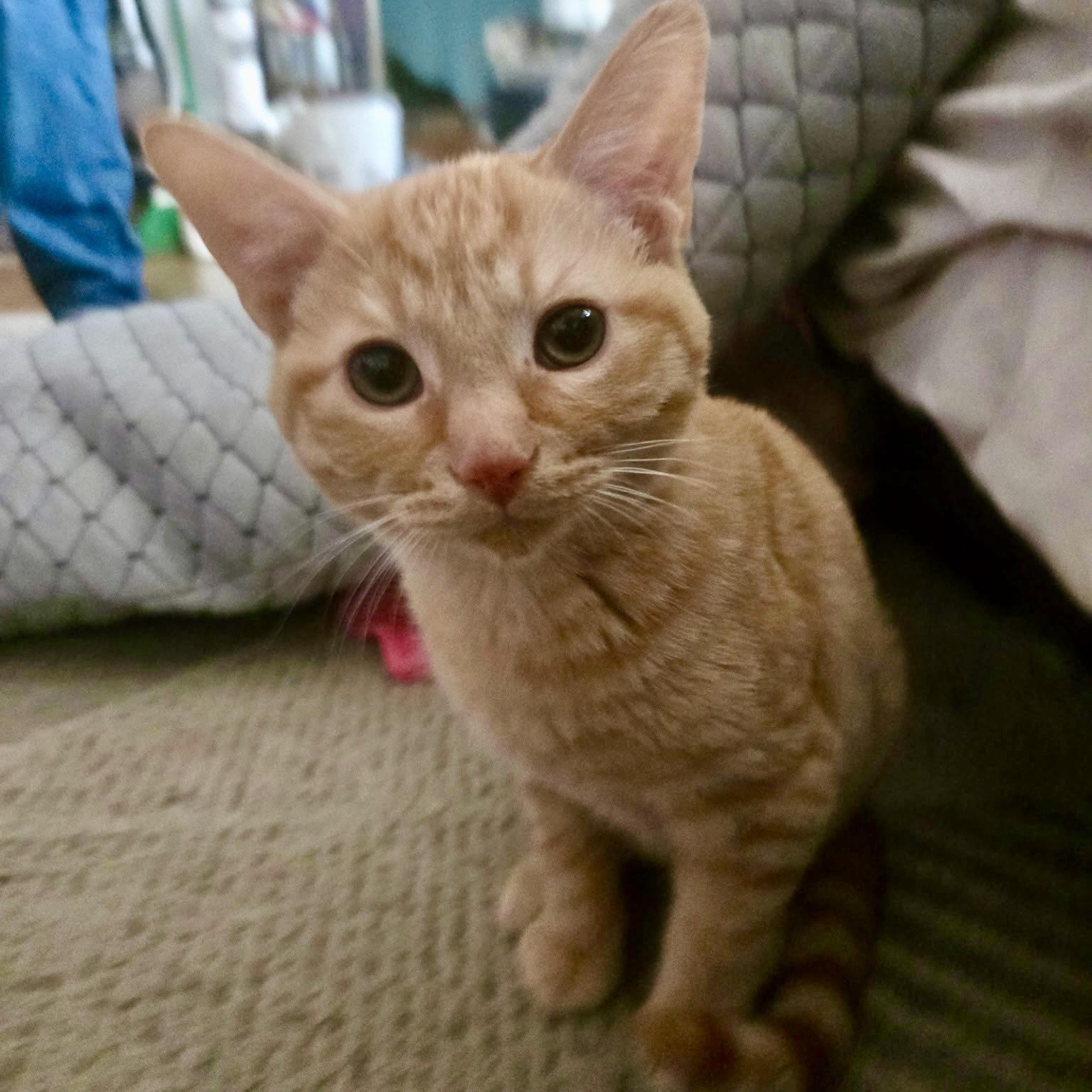 Tucker, a ADOPTABLE Domestic Short Hair in Pocatello, ID image 1/6