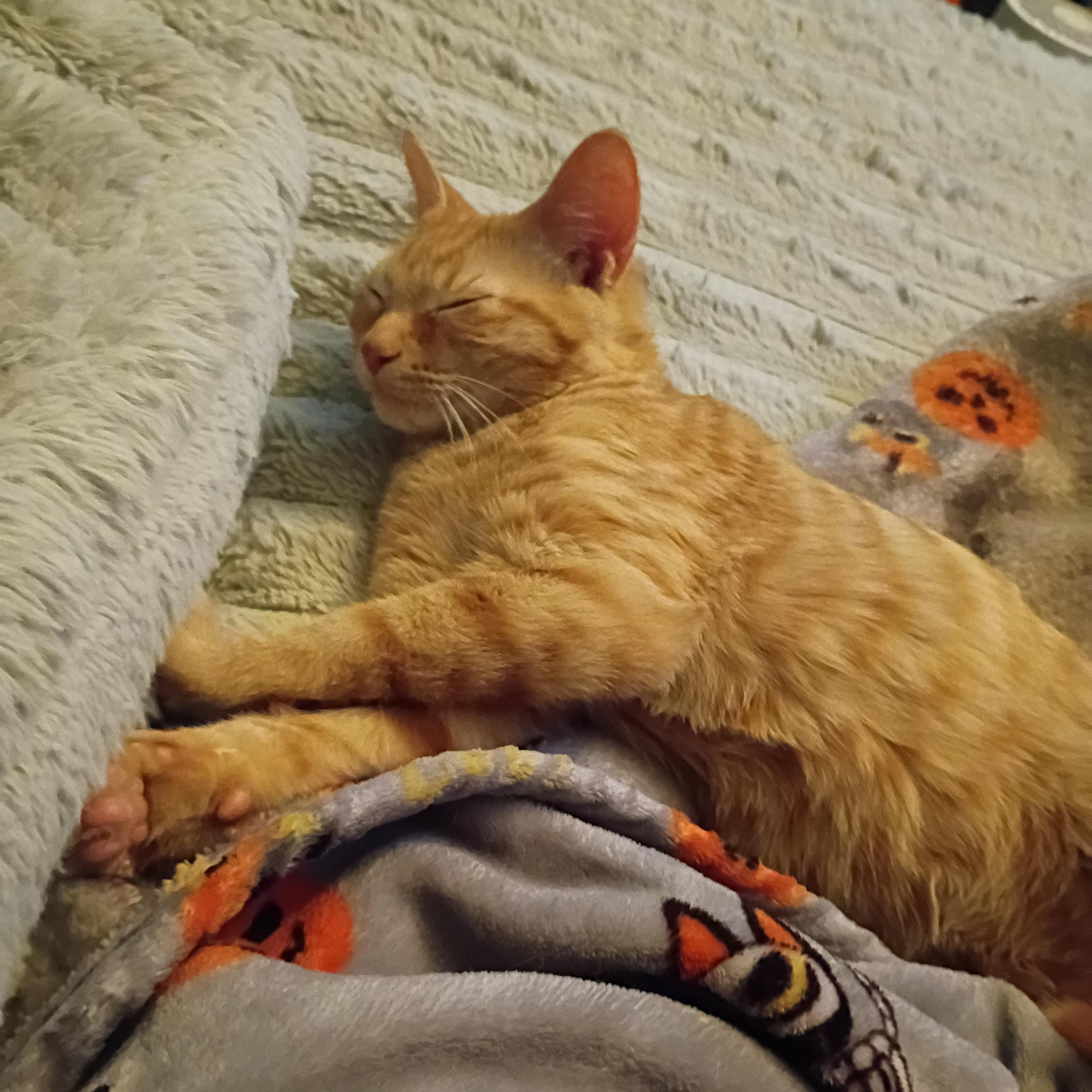 Enlarge Tucker, a ADOPTABLE Domestic Short Hair in Pocatello, ID image 2/3