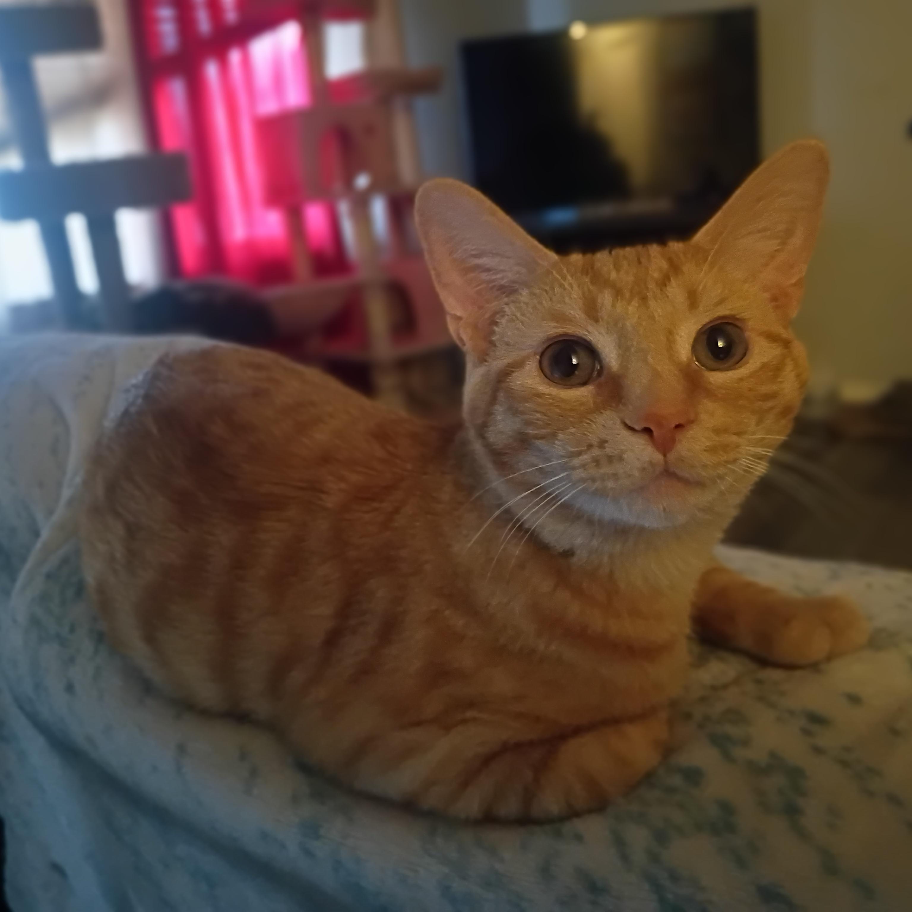 Enlarge Tucker, a Adoptable Domestic Short Hair in Pocatello, ID image 3/6