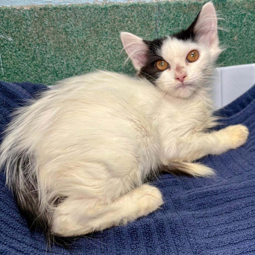 Chandler, a Adoptable Domestic Medium Hair in New Fairfield, CT image 2/5