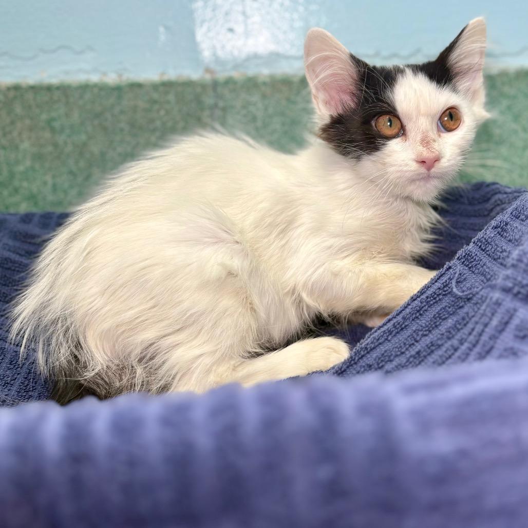 Chandler, a Adoptable Domestic Medium Hair in New Fairfield, CT image 3/5