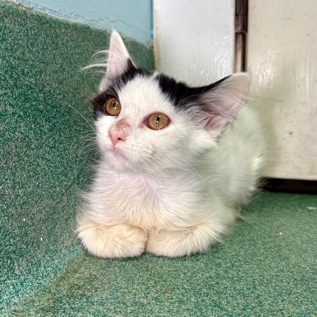 Chandler, a Adoptable Domestic Medium Hair in New Fairfield, CT image 4/5