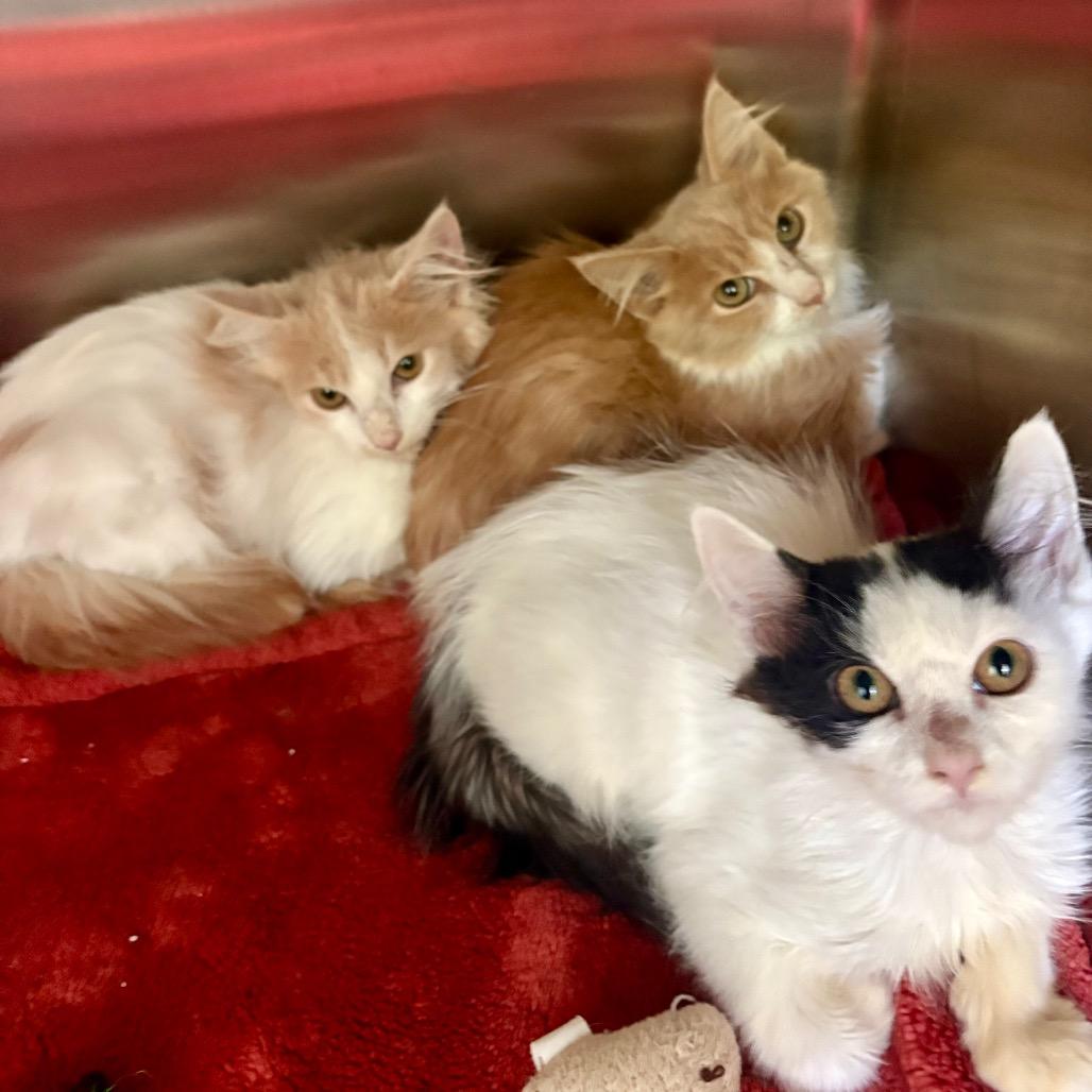Chandler, a Adoptable Domestic Medium Hair in New Fairfield, CT image 5/5
