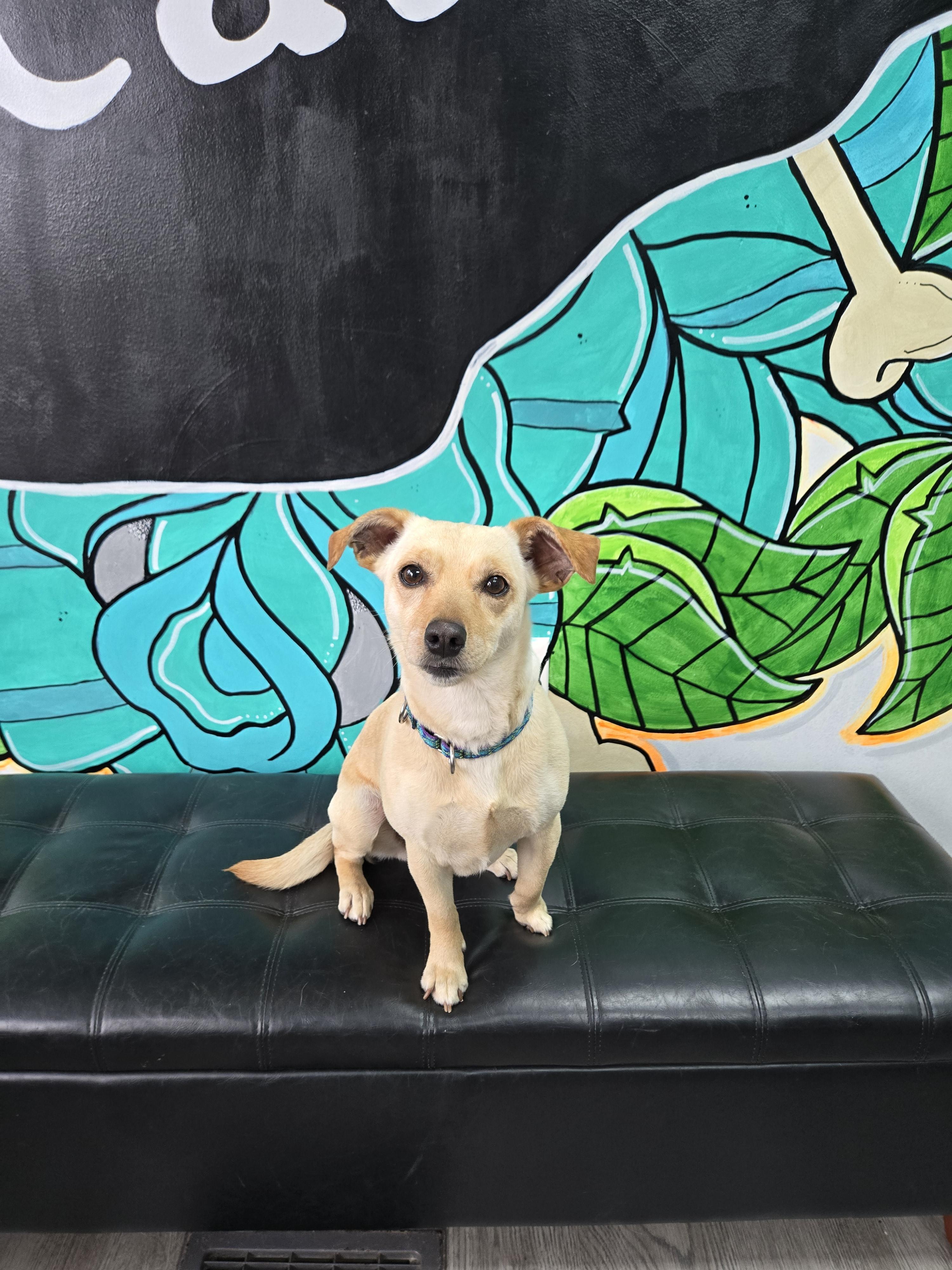 RIVAH.    tinycauseadopt@gmail.com