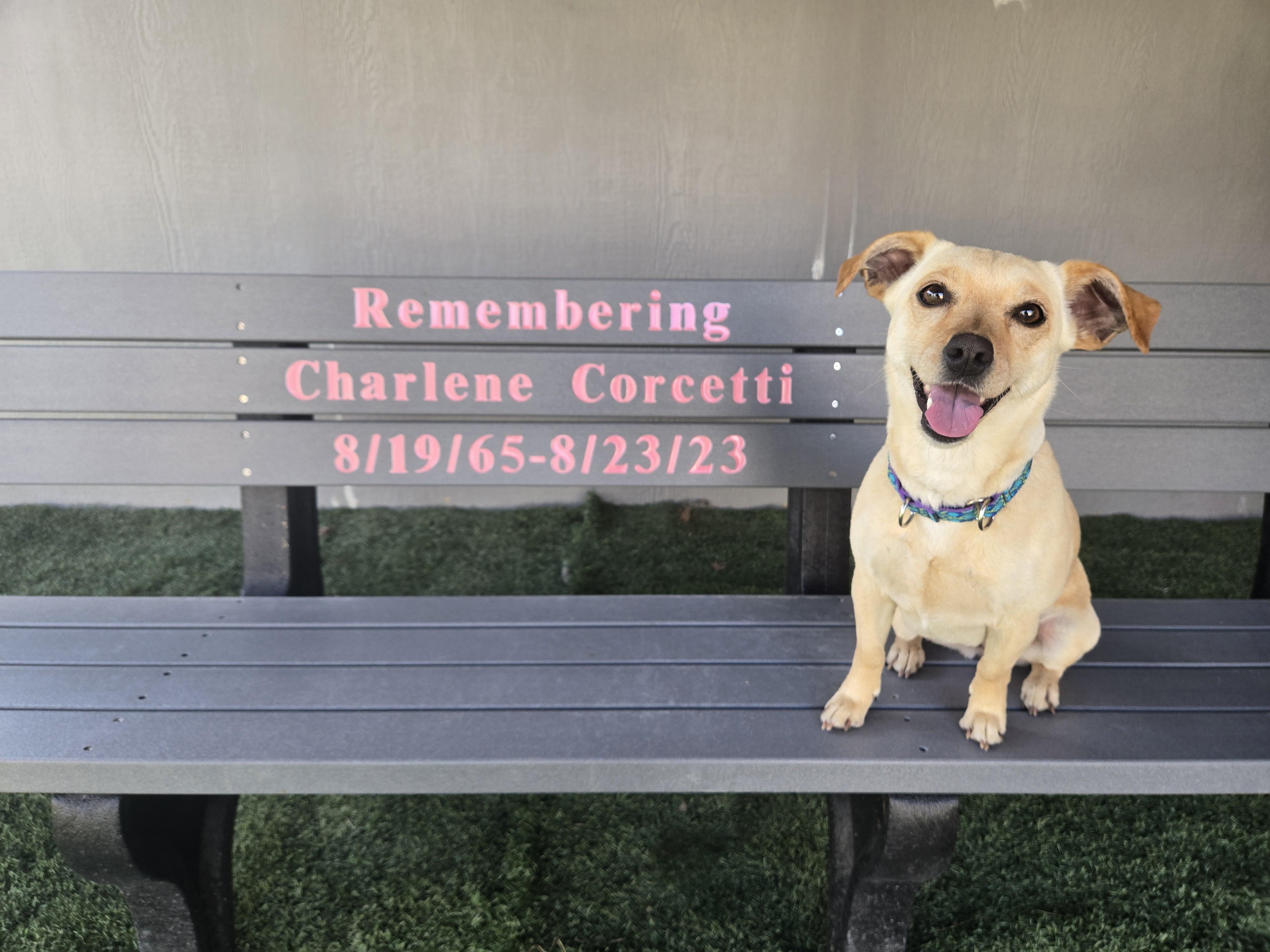 RIVAH.    tinycauseadopt@gmail.com