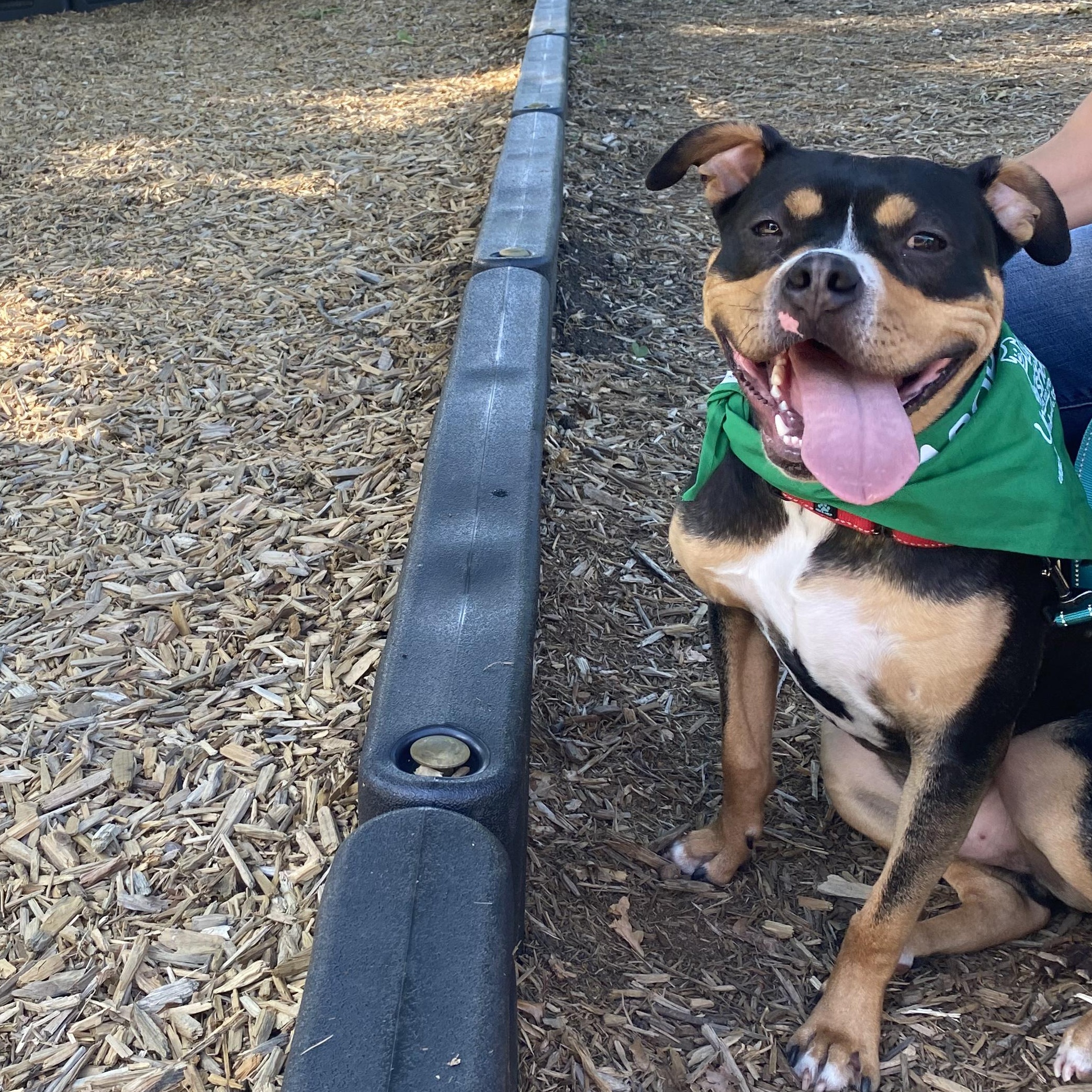 WINSTON, an adoptable Rottweiler in Fuquay Varina, NC, 27526 | Photo Image 2