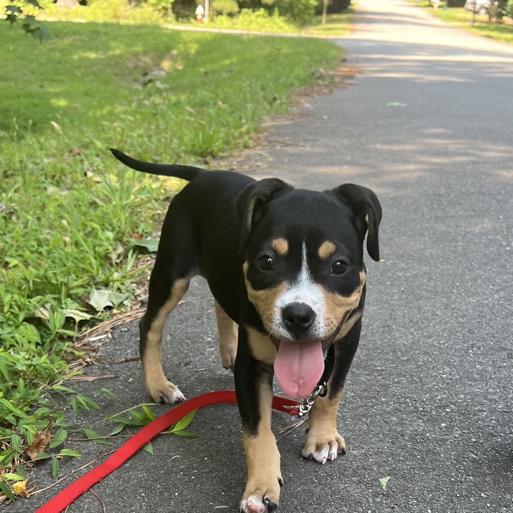 WINSTON, an adoptable Rottweiler in Fuquay Varina, NC, 27526 | Photo Image 3