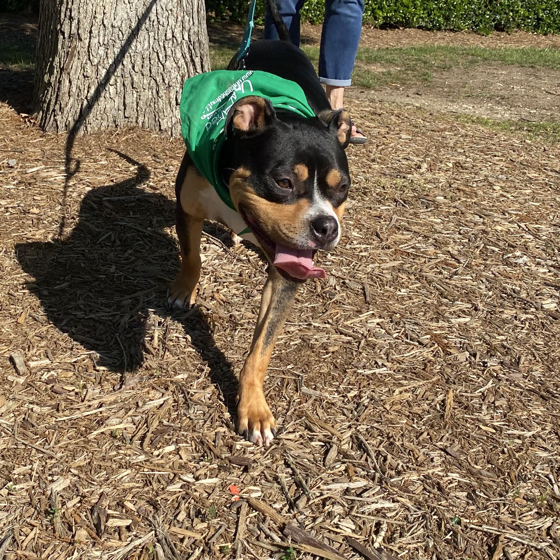 WINSTON, an adoptable Rottweiler in Fuquay Varina, NC, 27526 | Photo Image 4