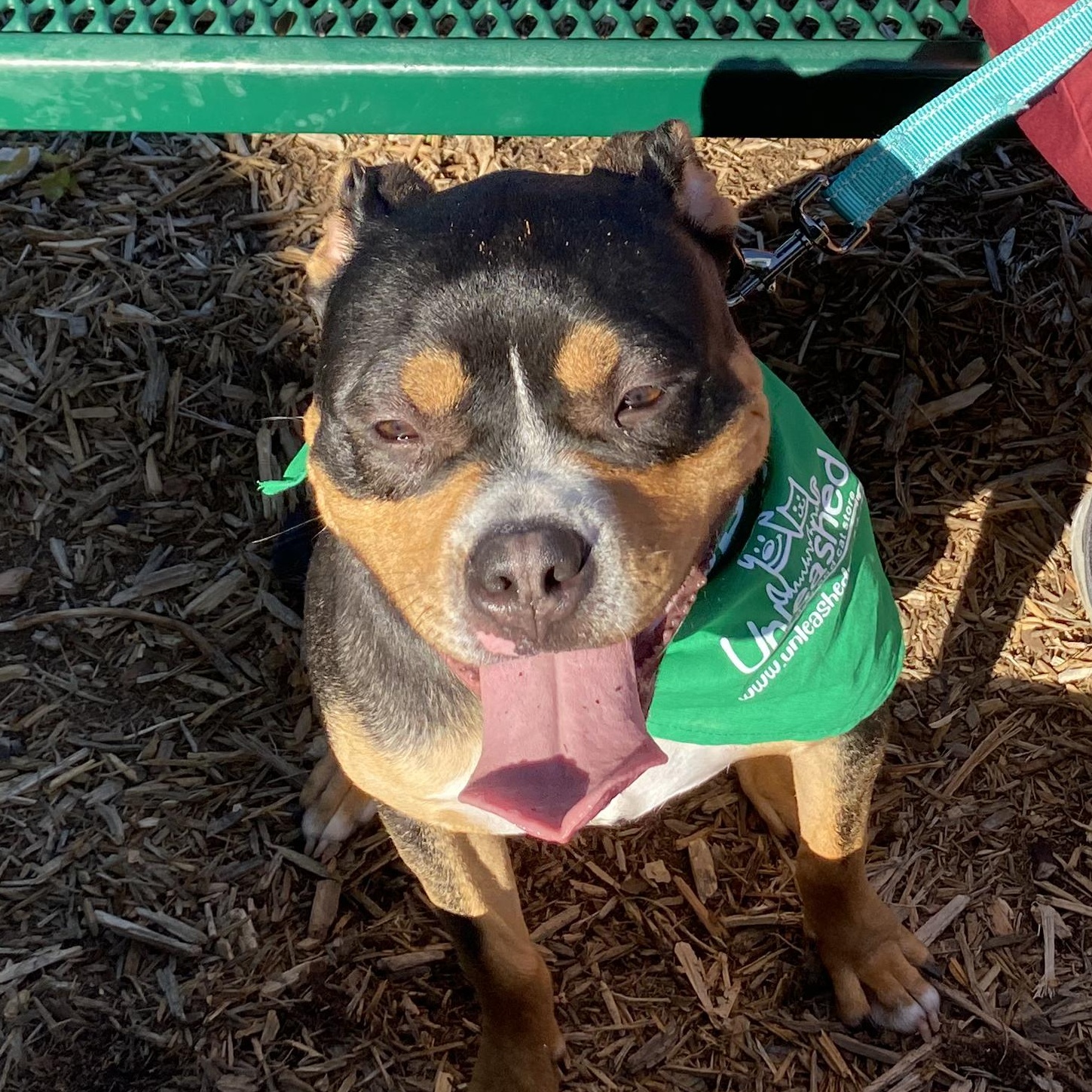 WINSTON, an adoptable Rottweiler in Fuquay Varina, NC, 27526 | Photo Image 5