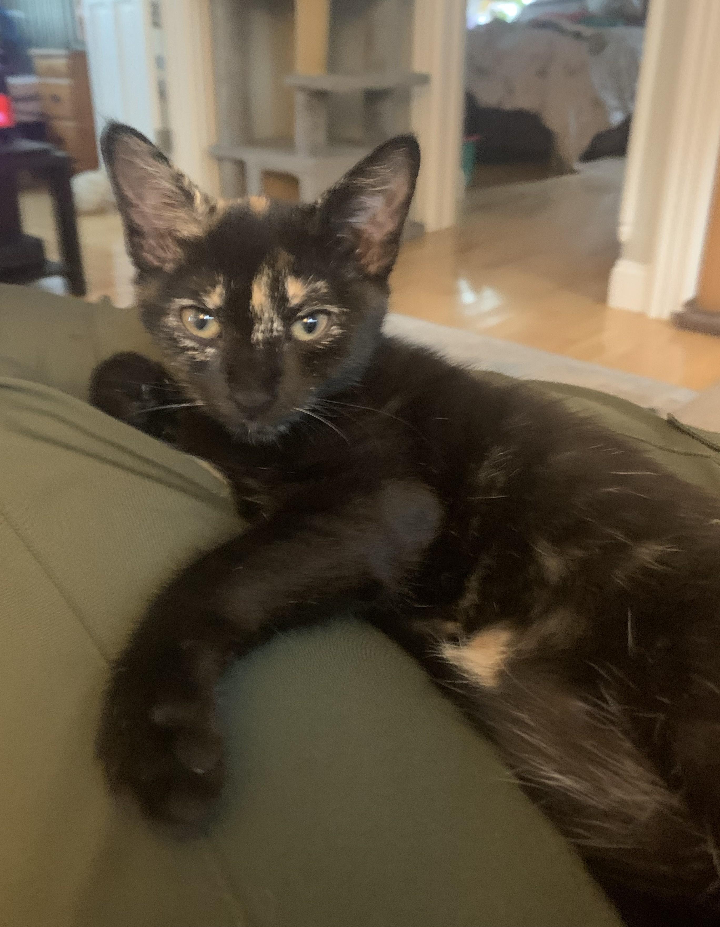 Eclair - KITTEN, adopted, Kitten Female Domestic Short Hair.